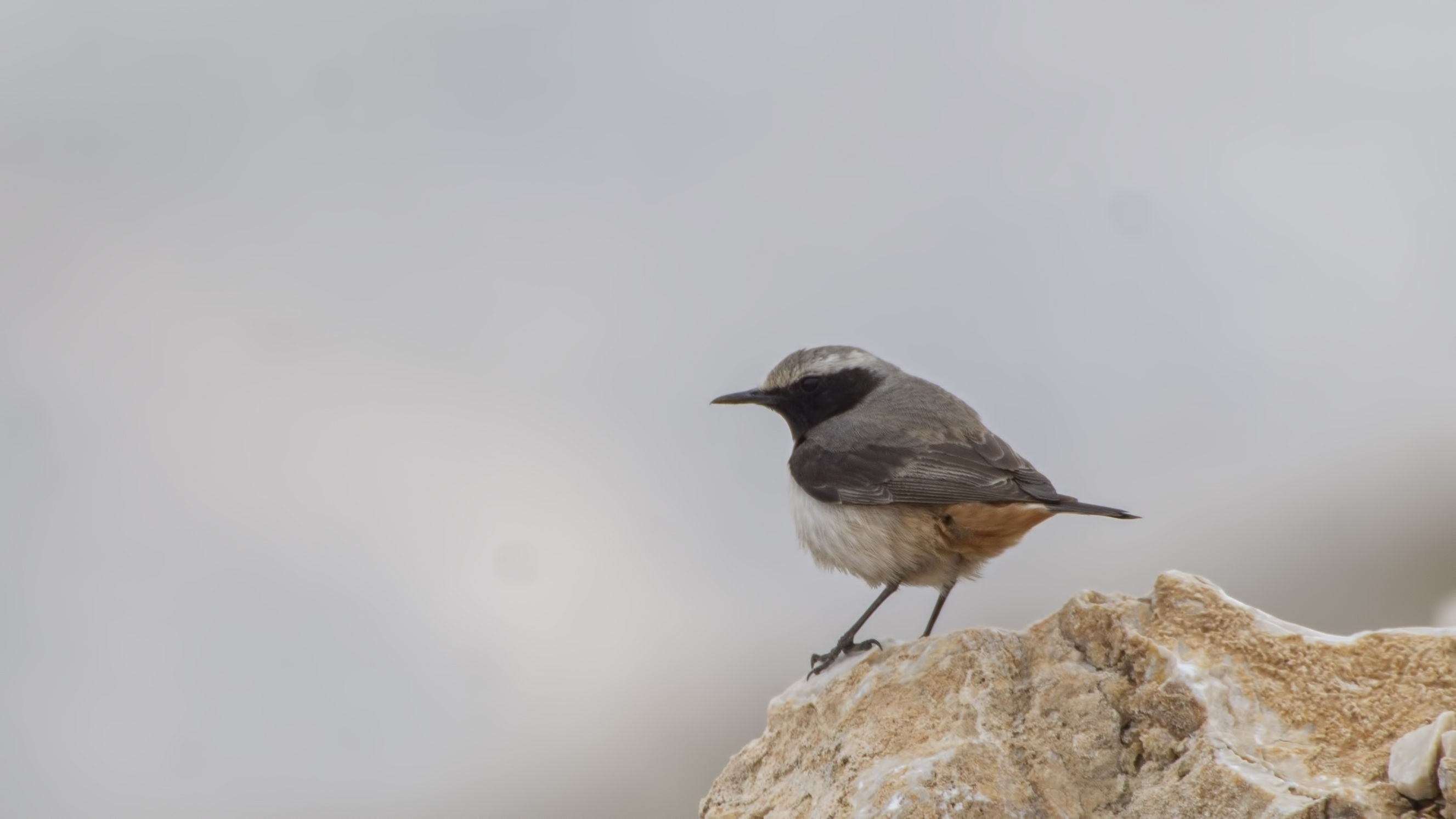 Kurdish Wheatear
