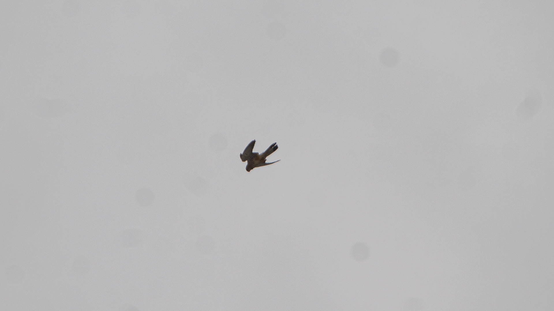 Lanner Falcon