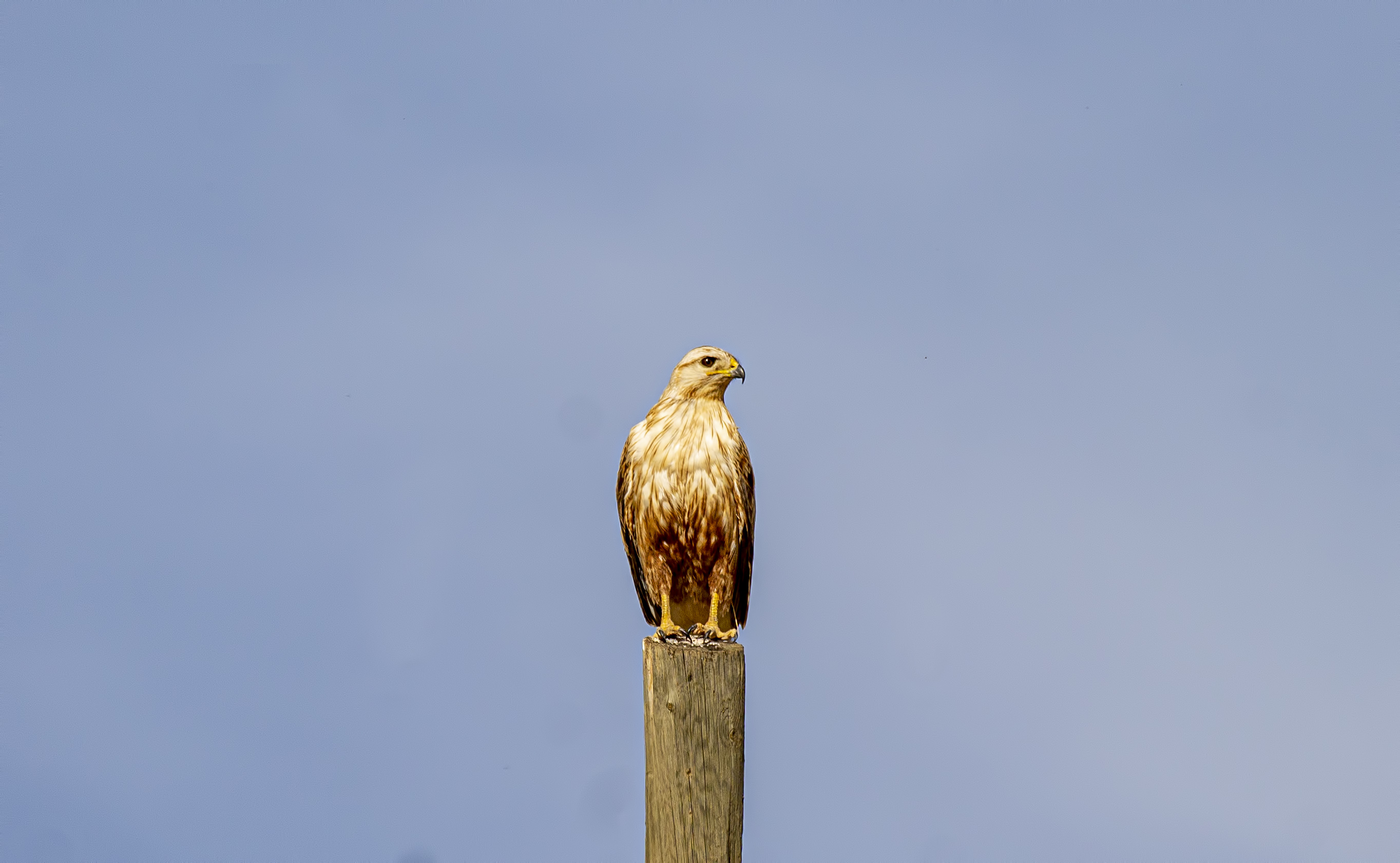 Long-legged Buzzard