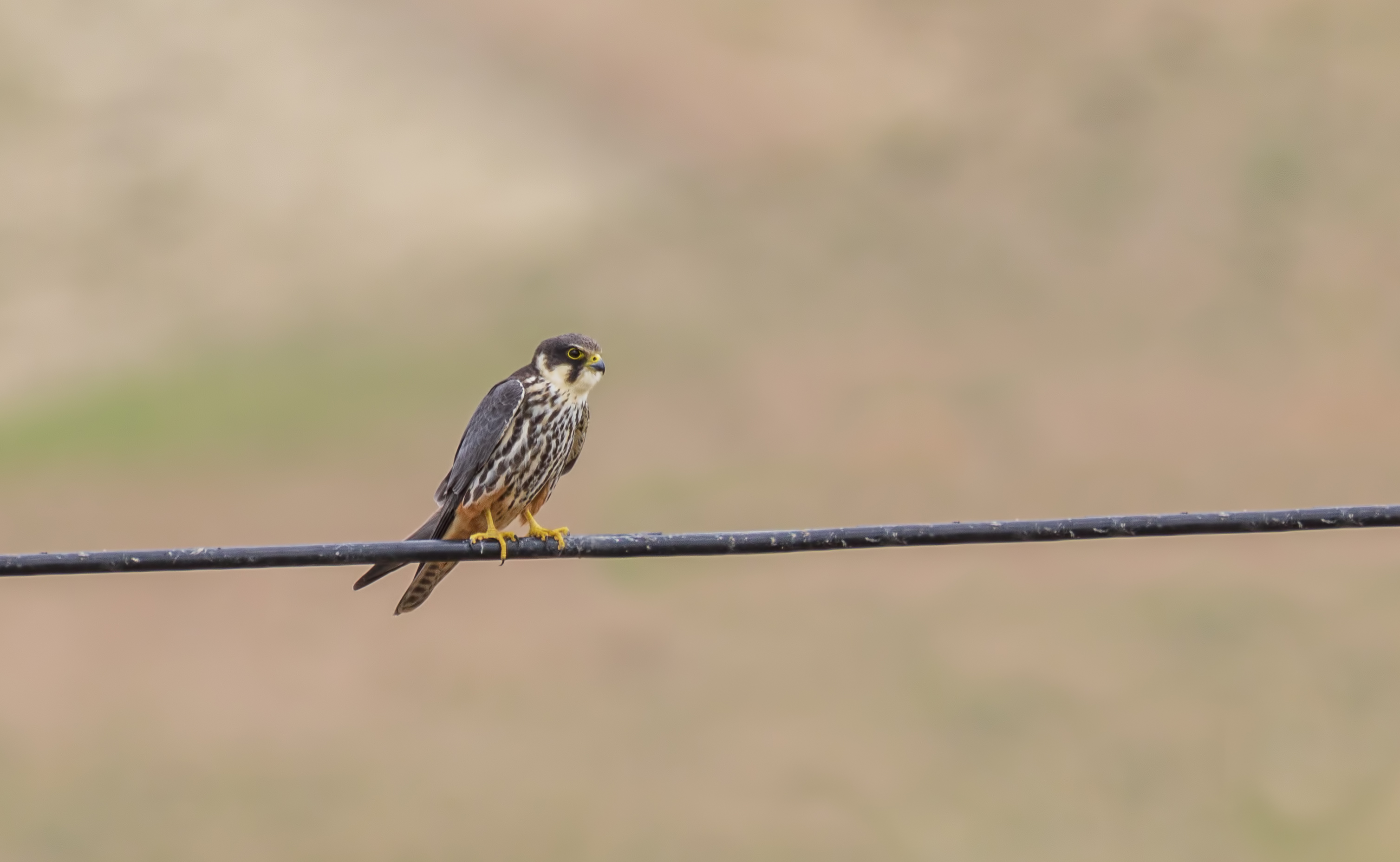 Eurasian Hobby
