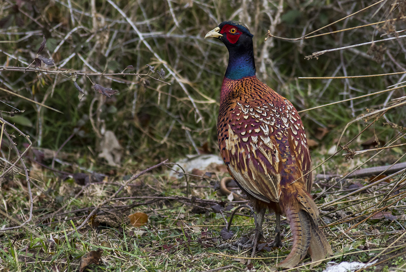 Ring-necked Pheasant — Ana fotoğraf