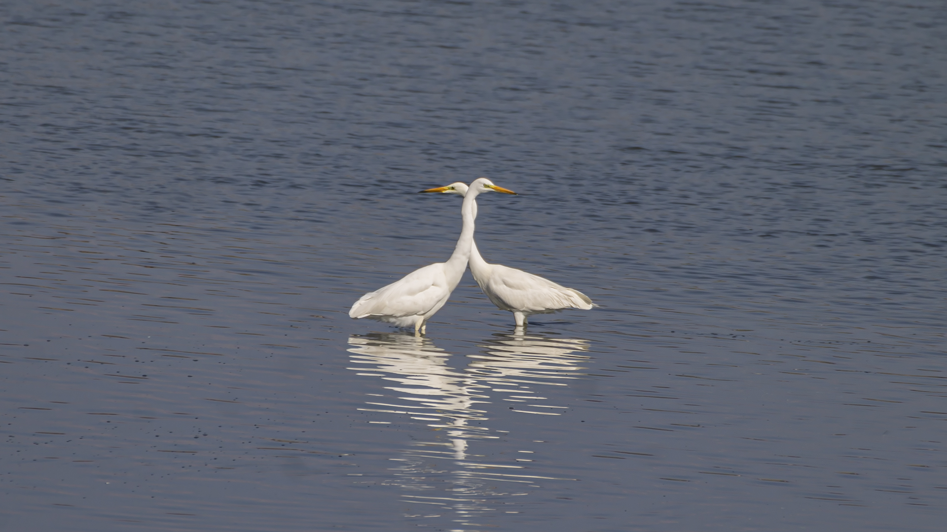 Great Egret