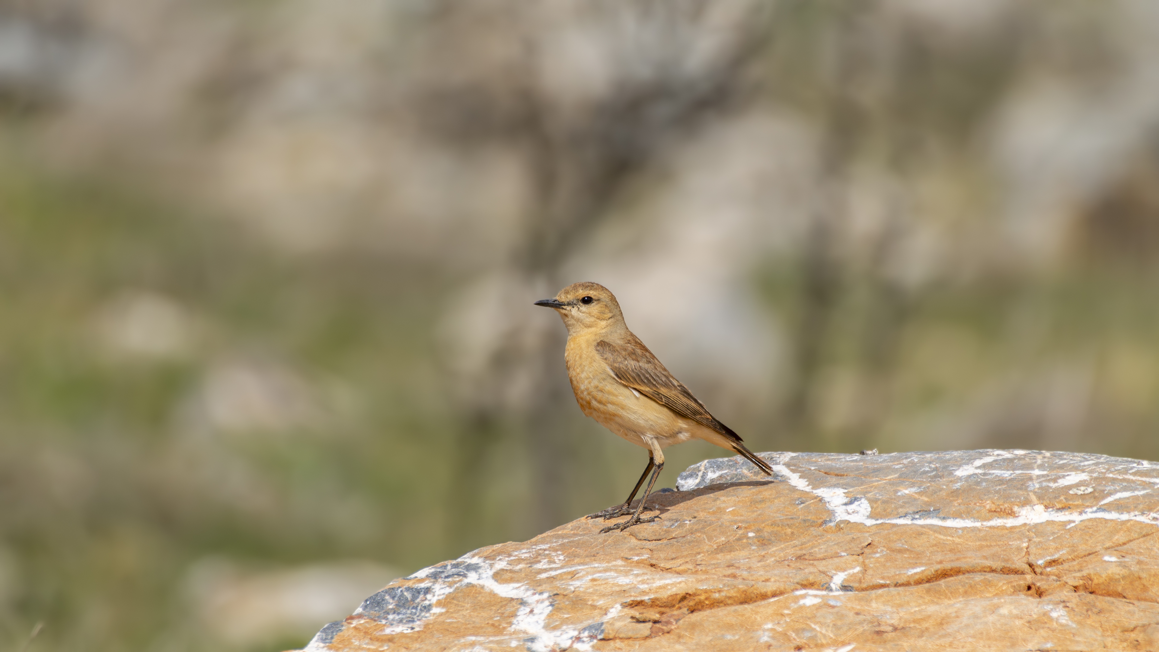 Isabelline Wheatear