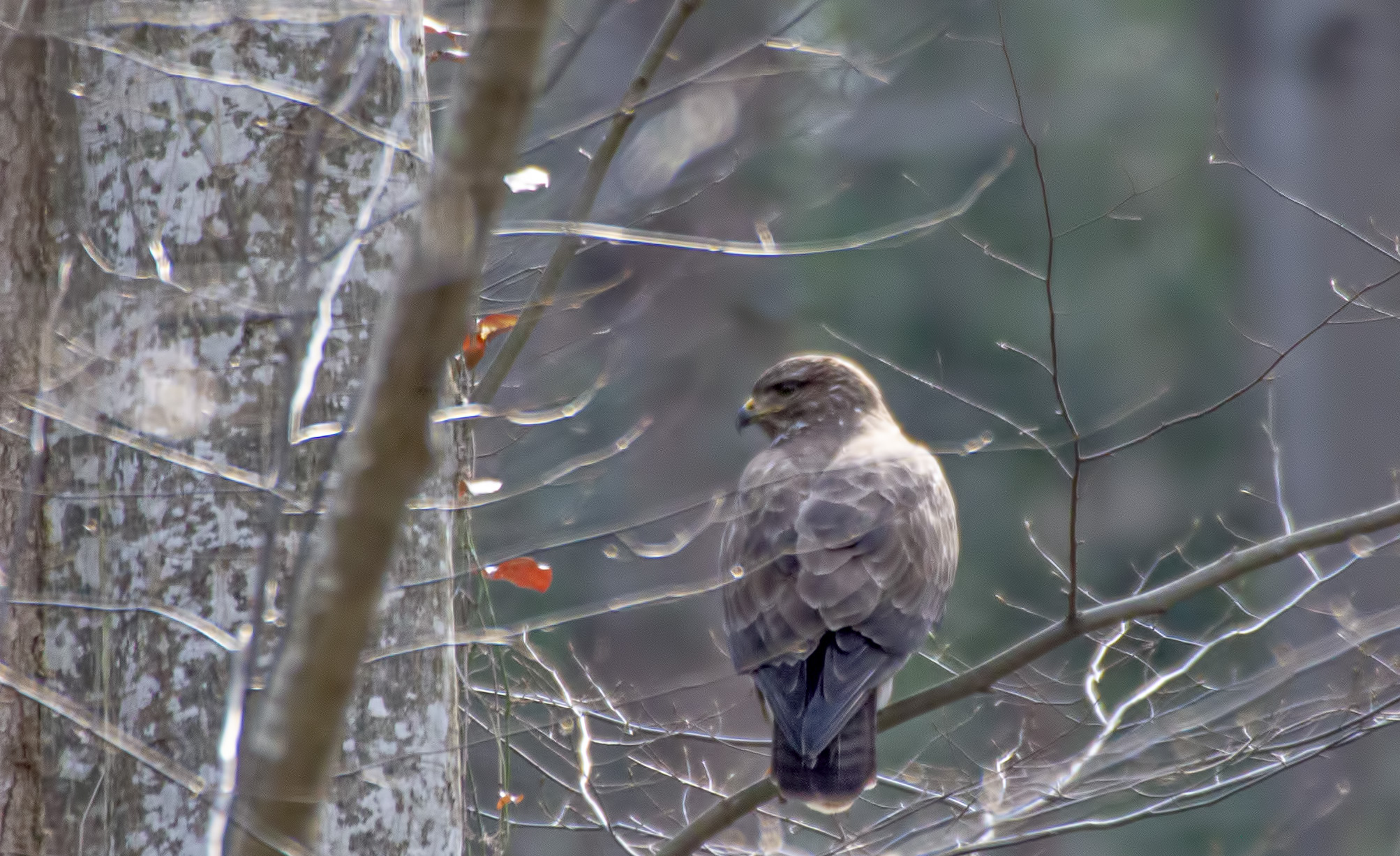 Common Buzzard