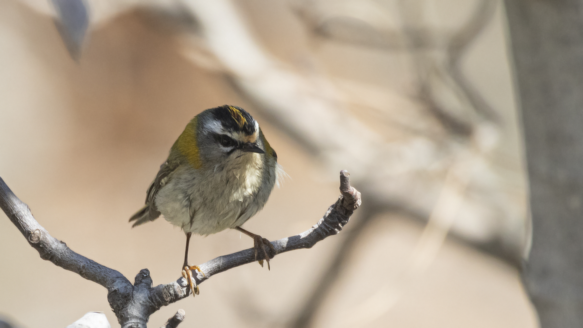 Common Firecrest