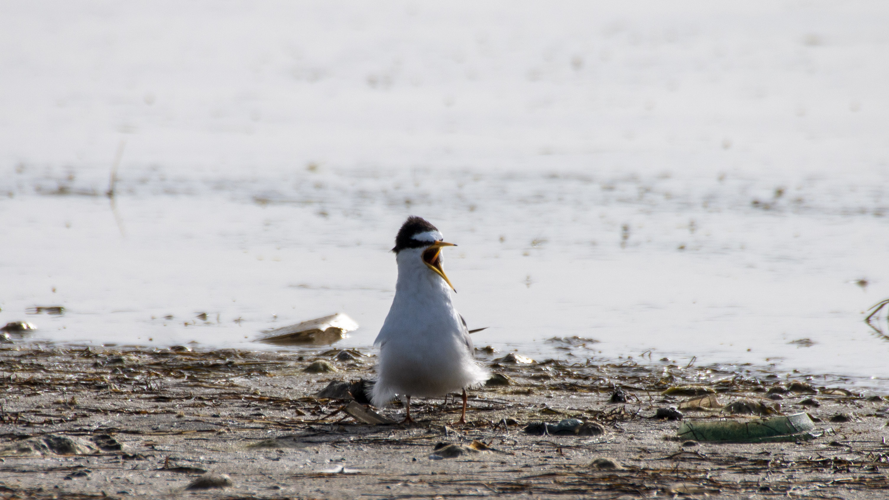 Little Tern