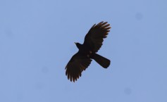 Red-billed Chough