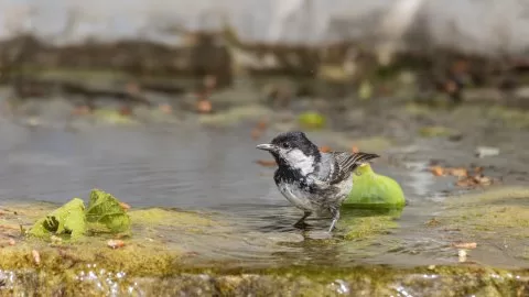 Çam baştankarası