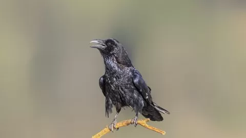 Kuzgun
