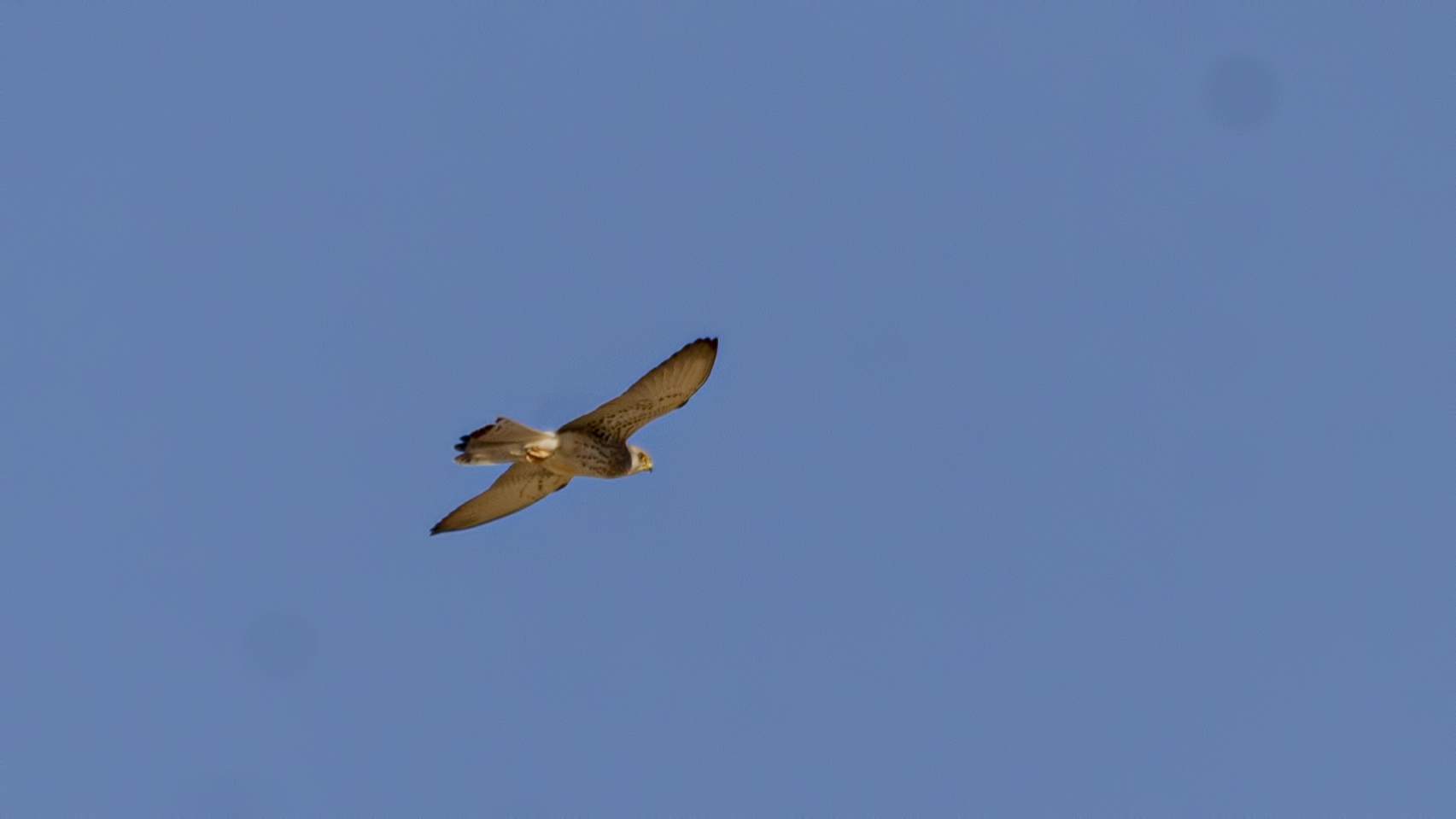 Eleonora's Falcon