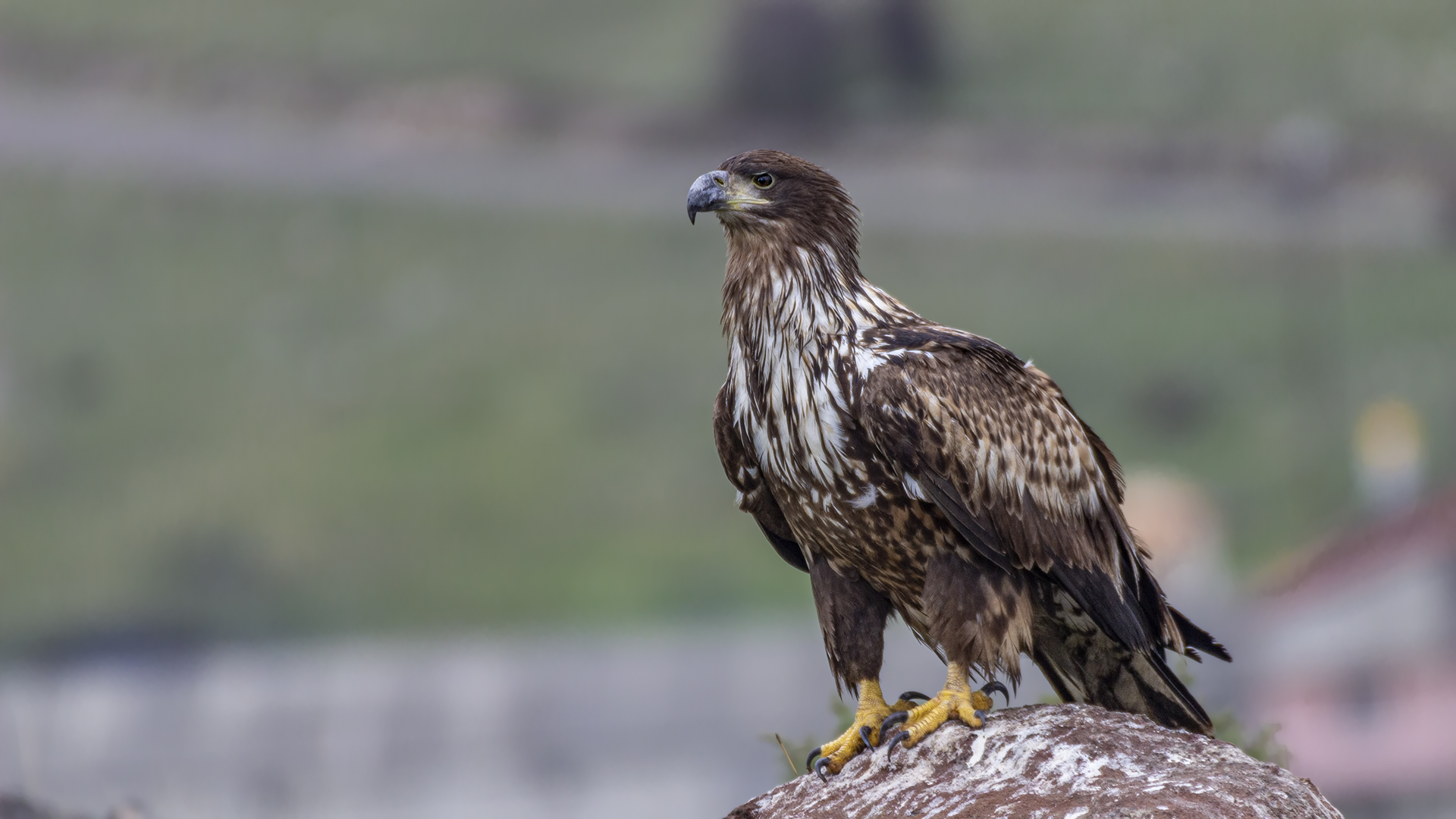 White-tailed Eagle