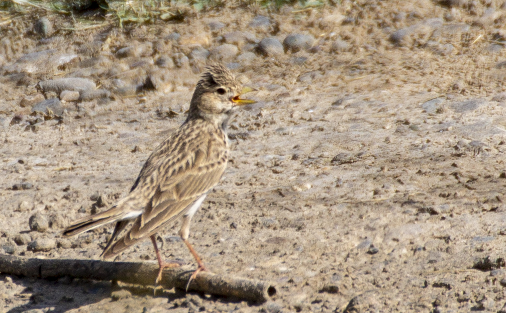 Lesser Short-toed Lark