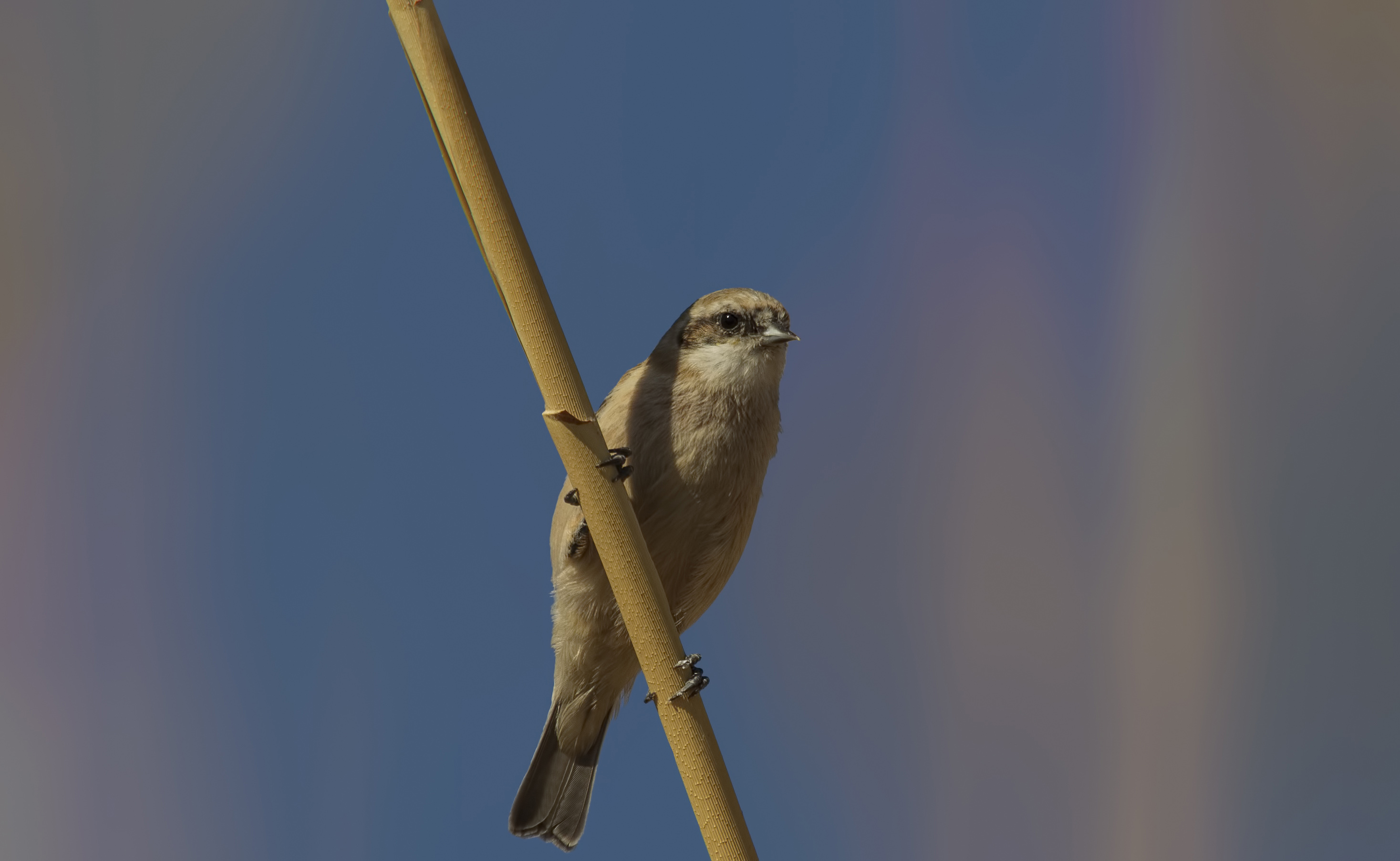 Eurasian Penduline-Tit