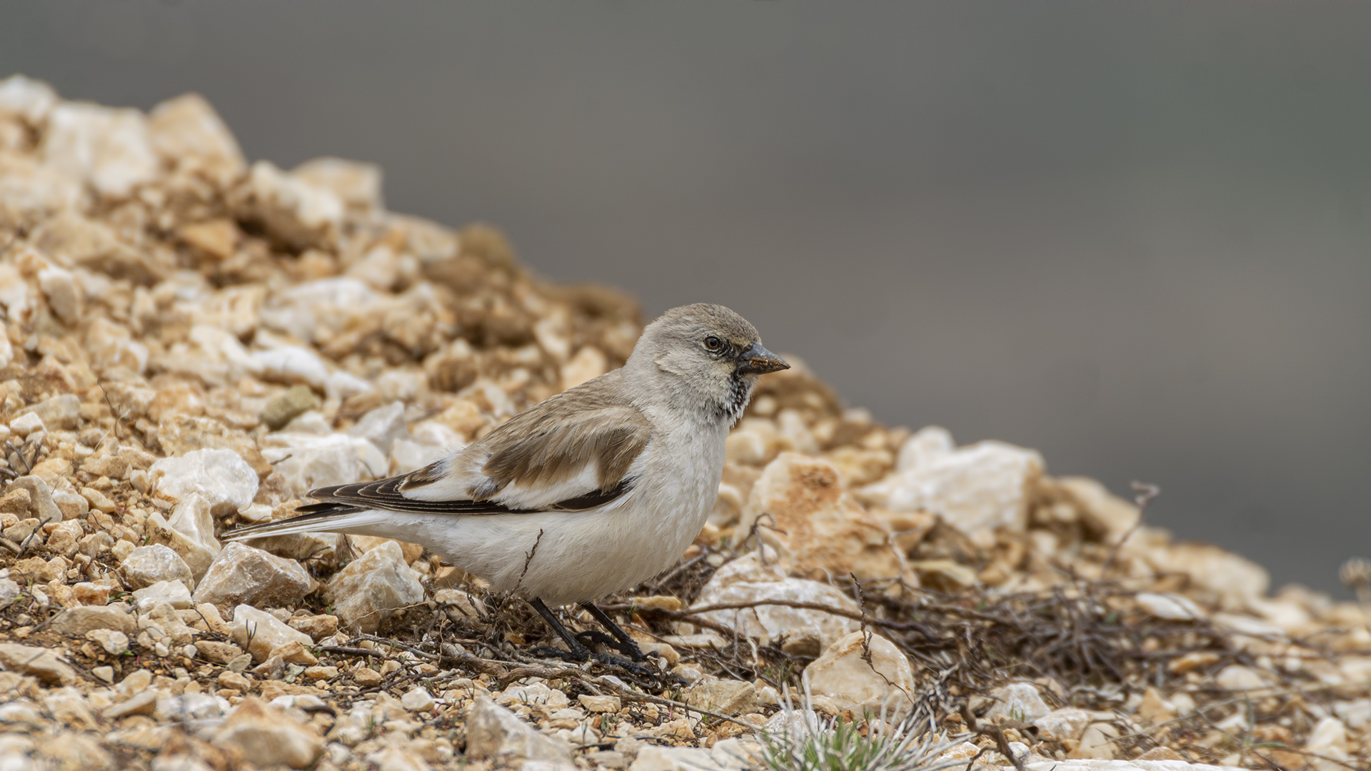 White-winged Snowfinch