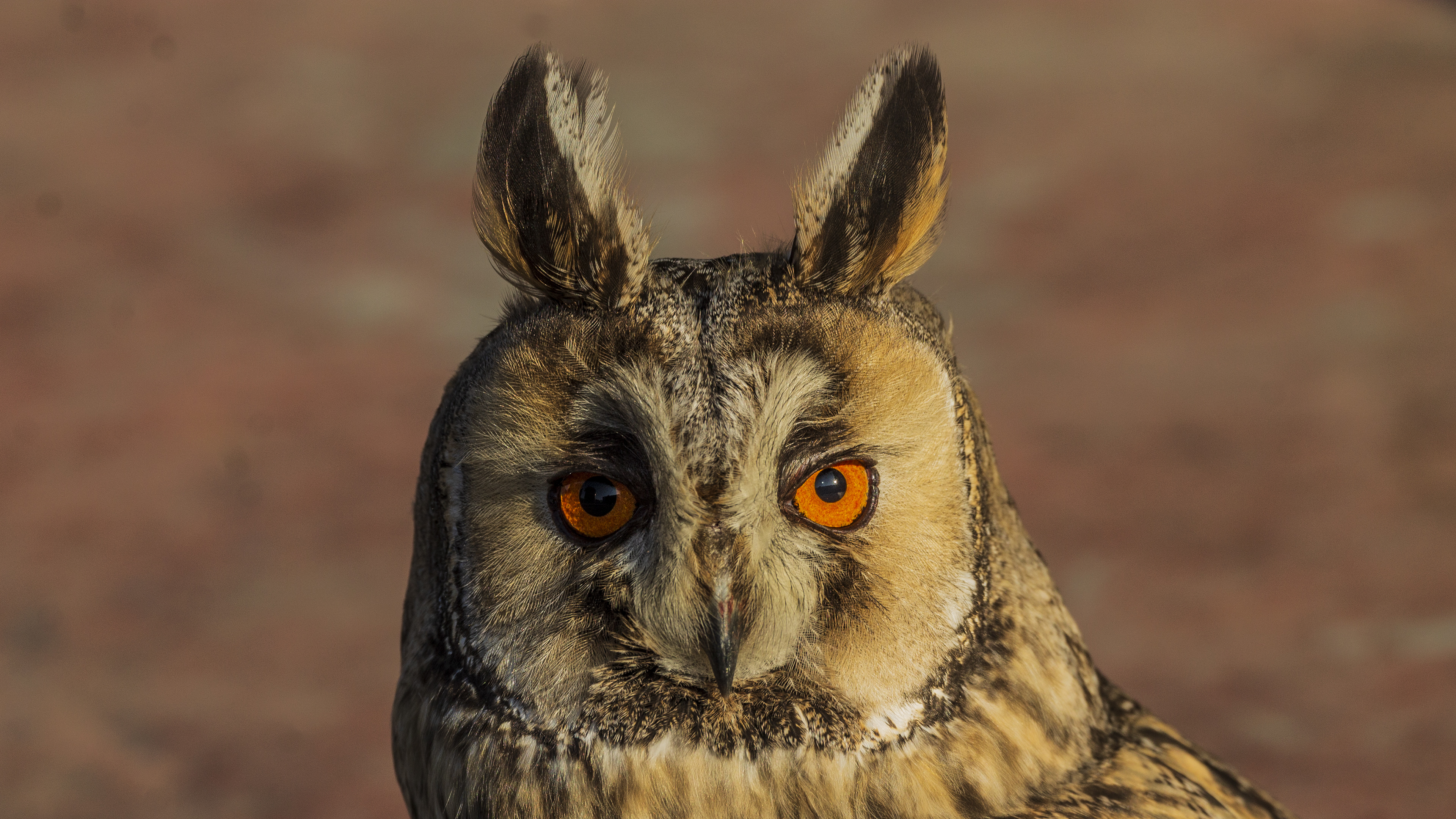 Long-eared Owl
