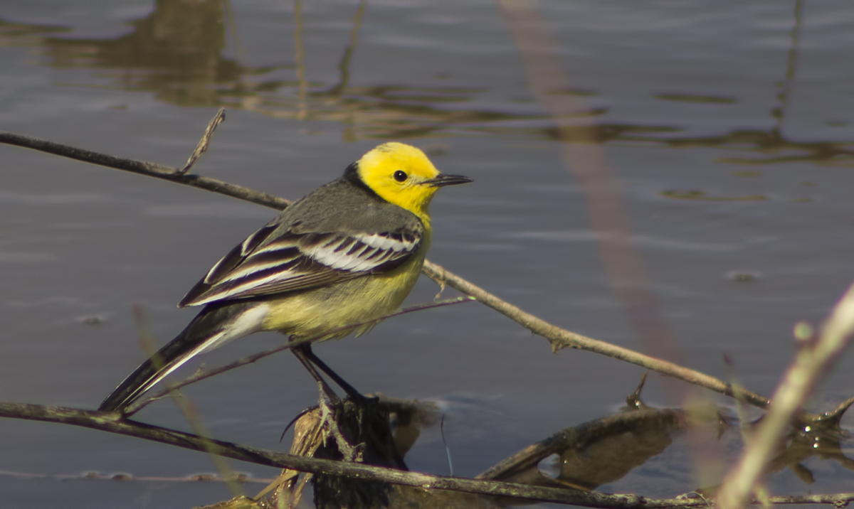 Citrine Wagtail