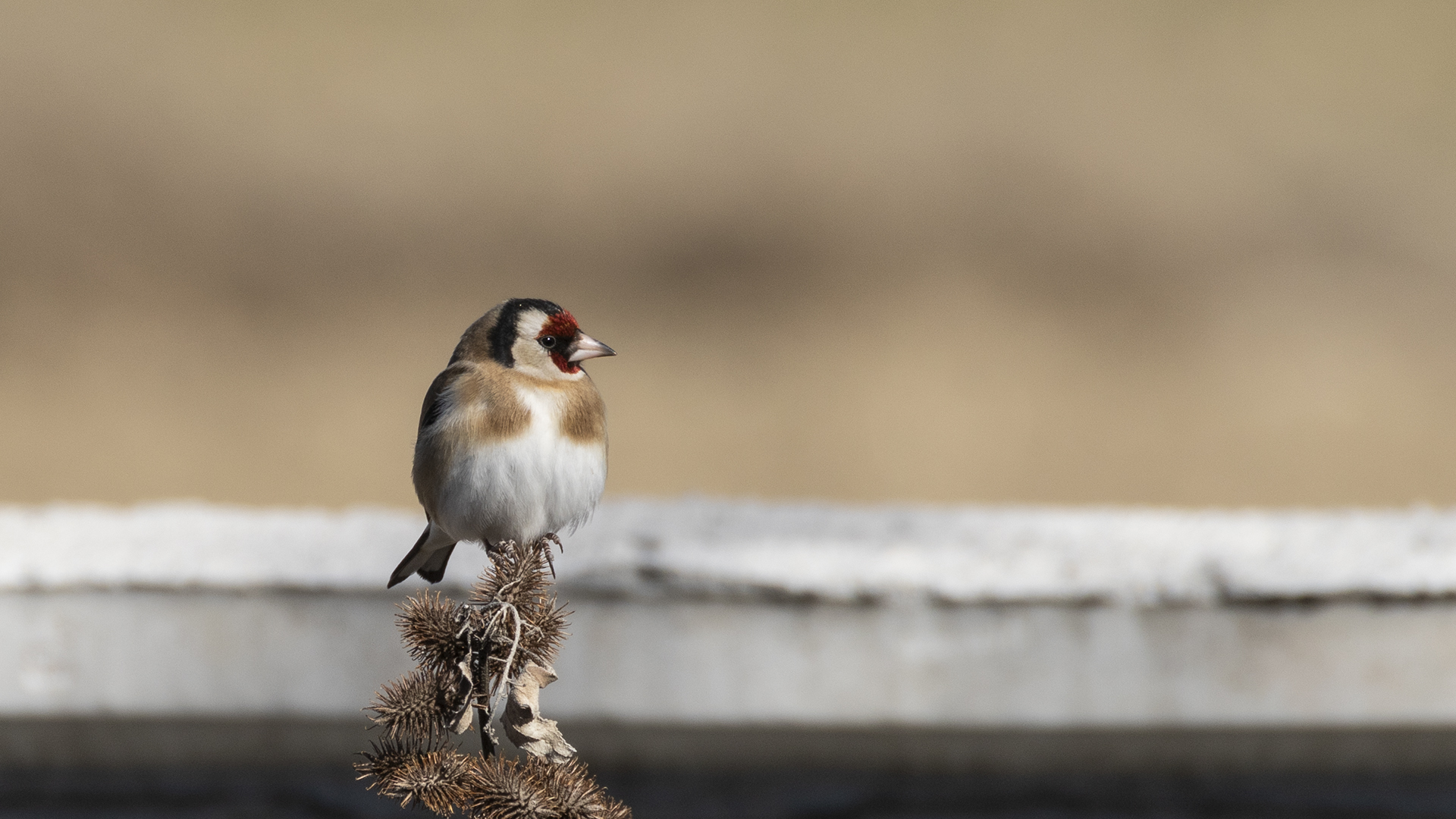 European Goldfinch