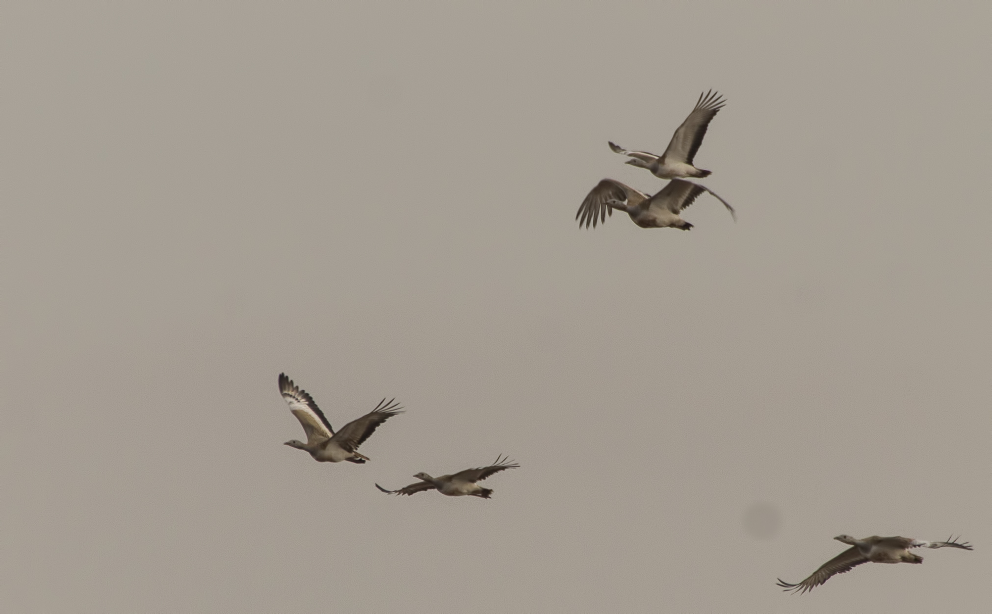 Great Bustard