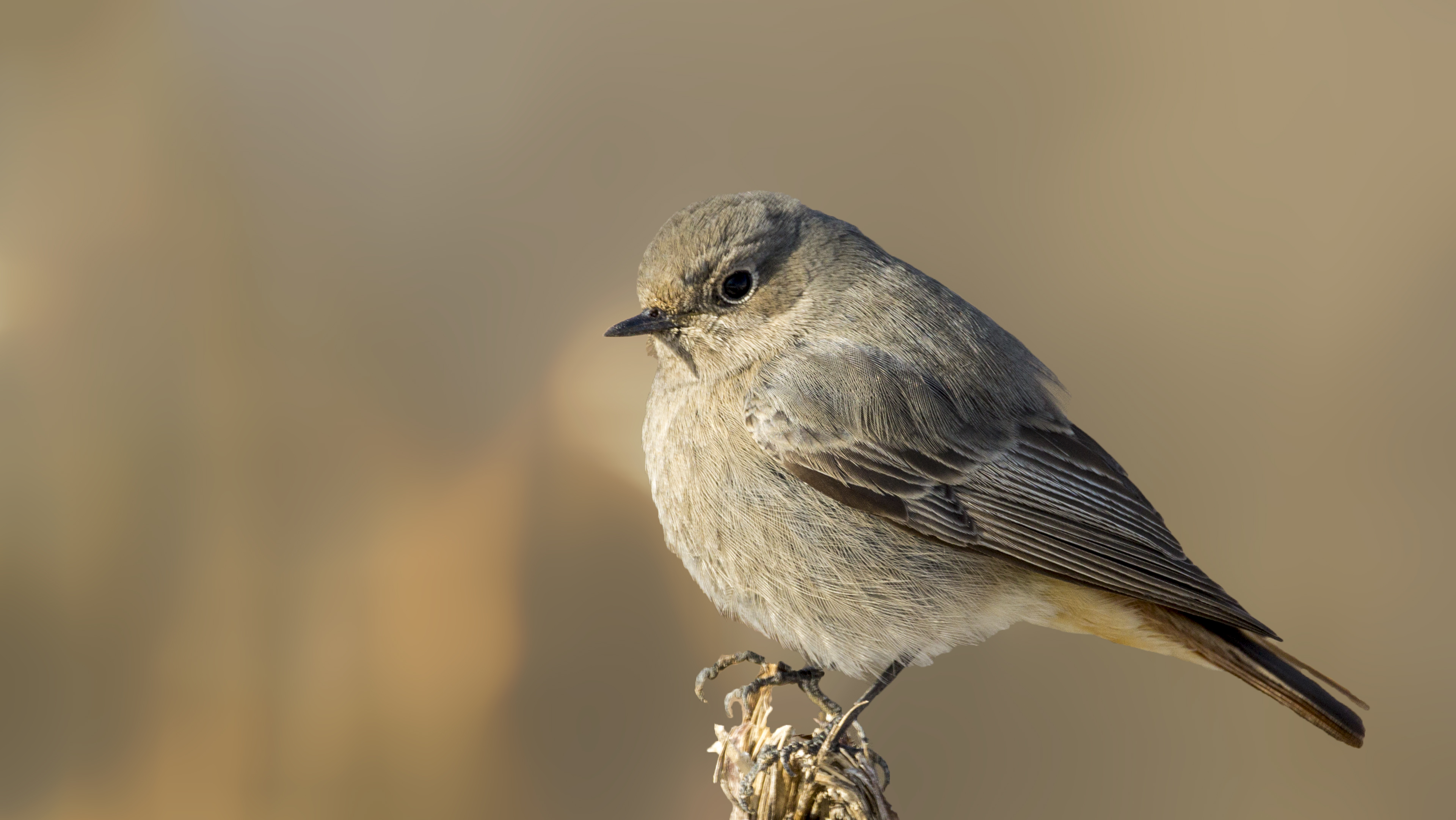 Black Redstart