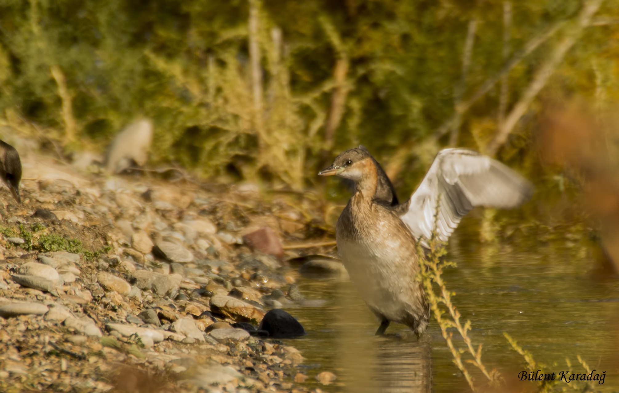 Little Grebe