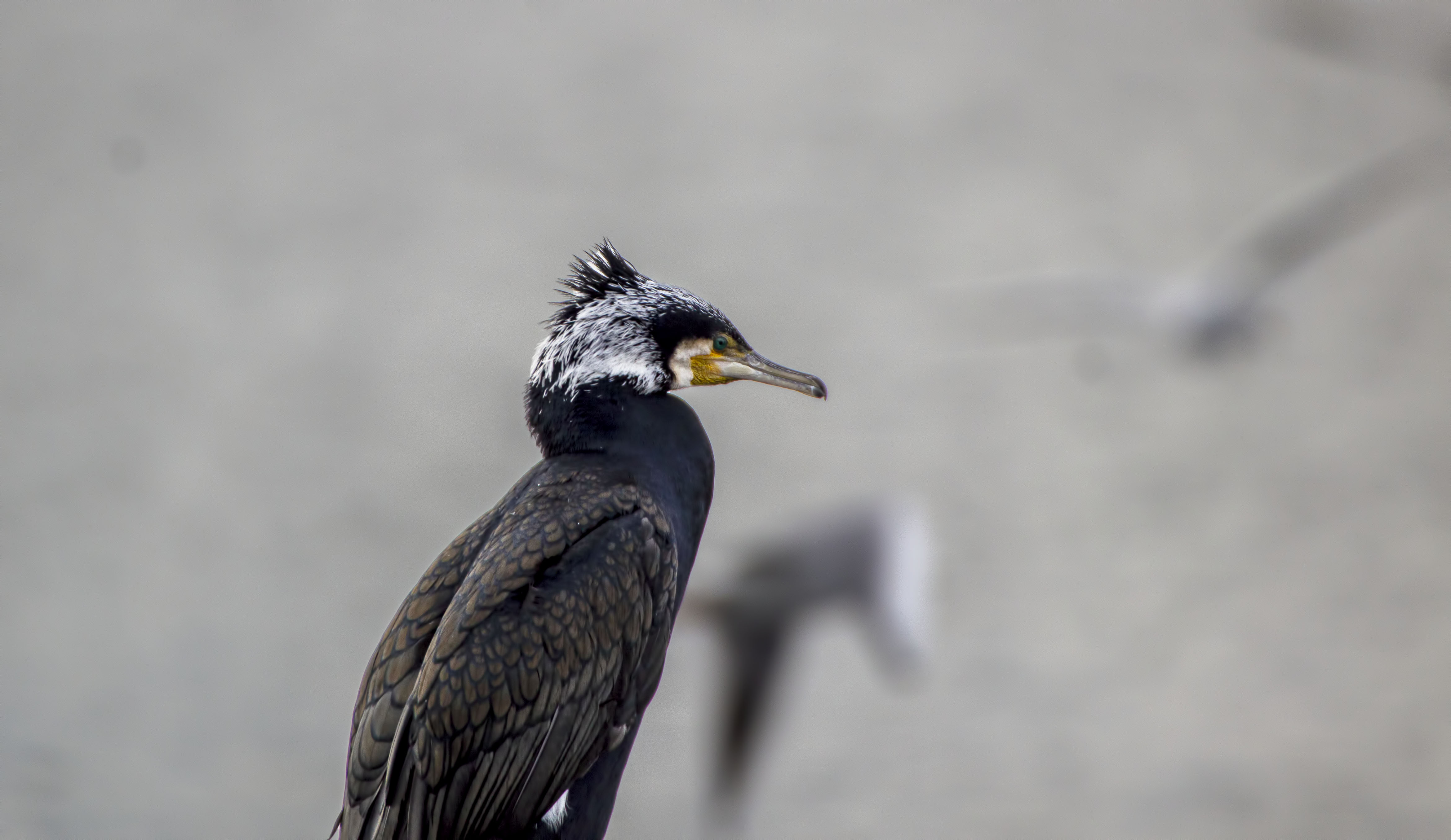 Great Cormorant