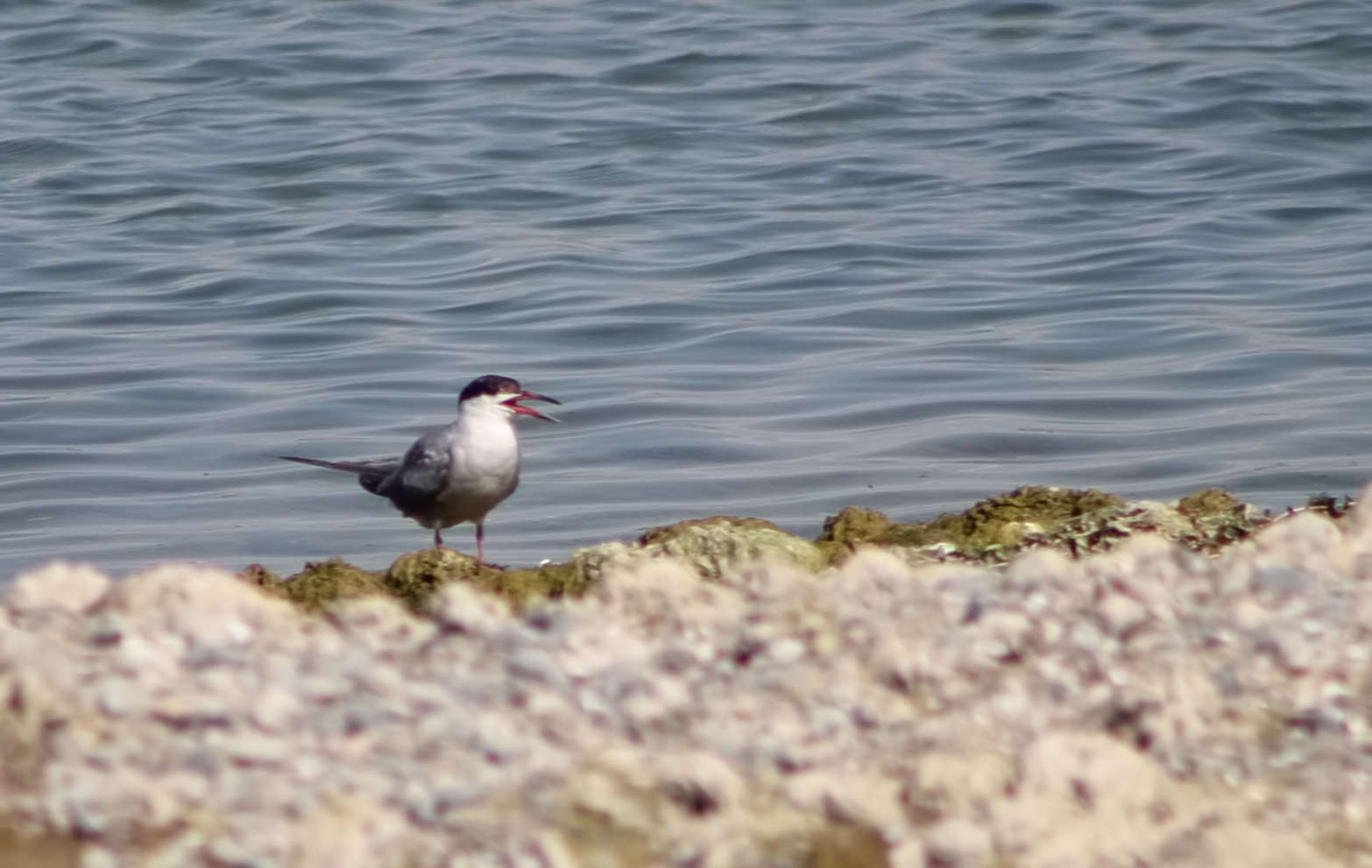 Common Tern