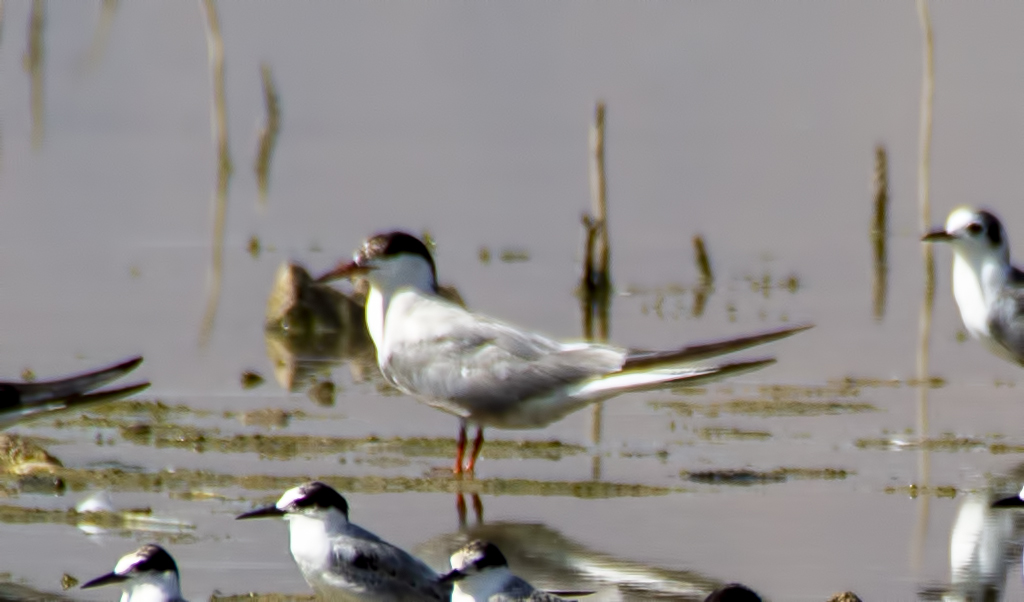 Whiskered Tern