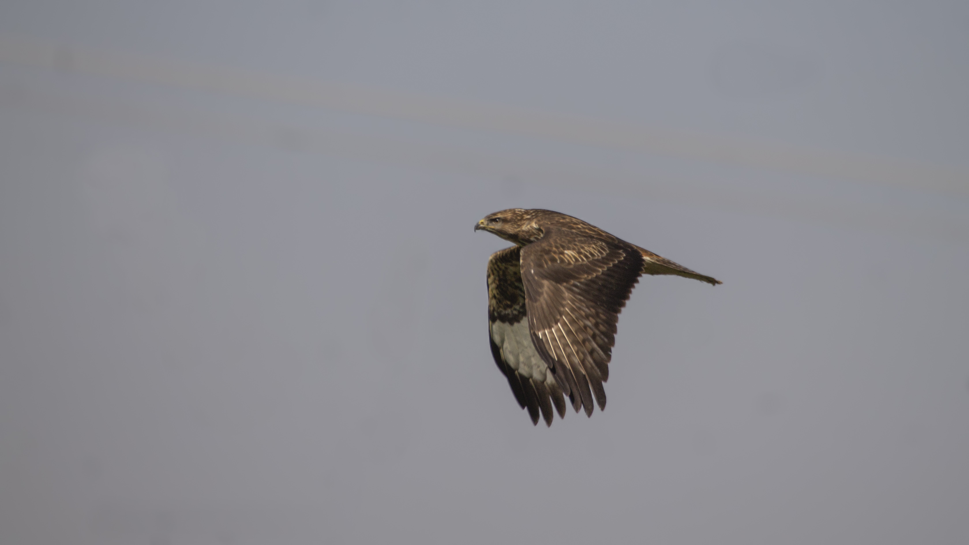 Long-legged Buzzard