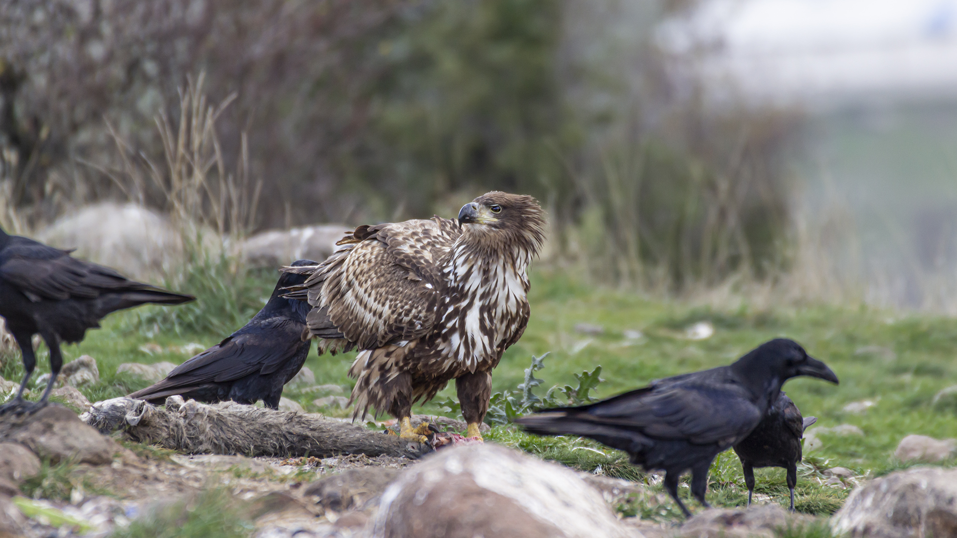 White-tailed Eagle