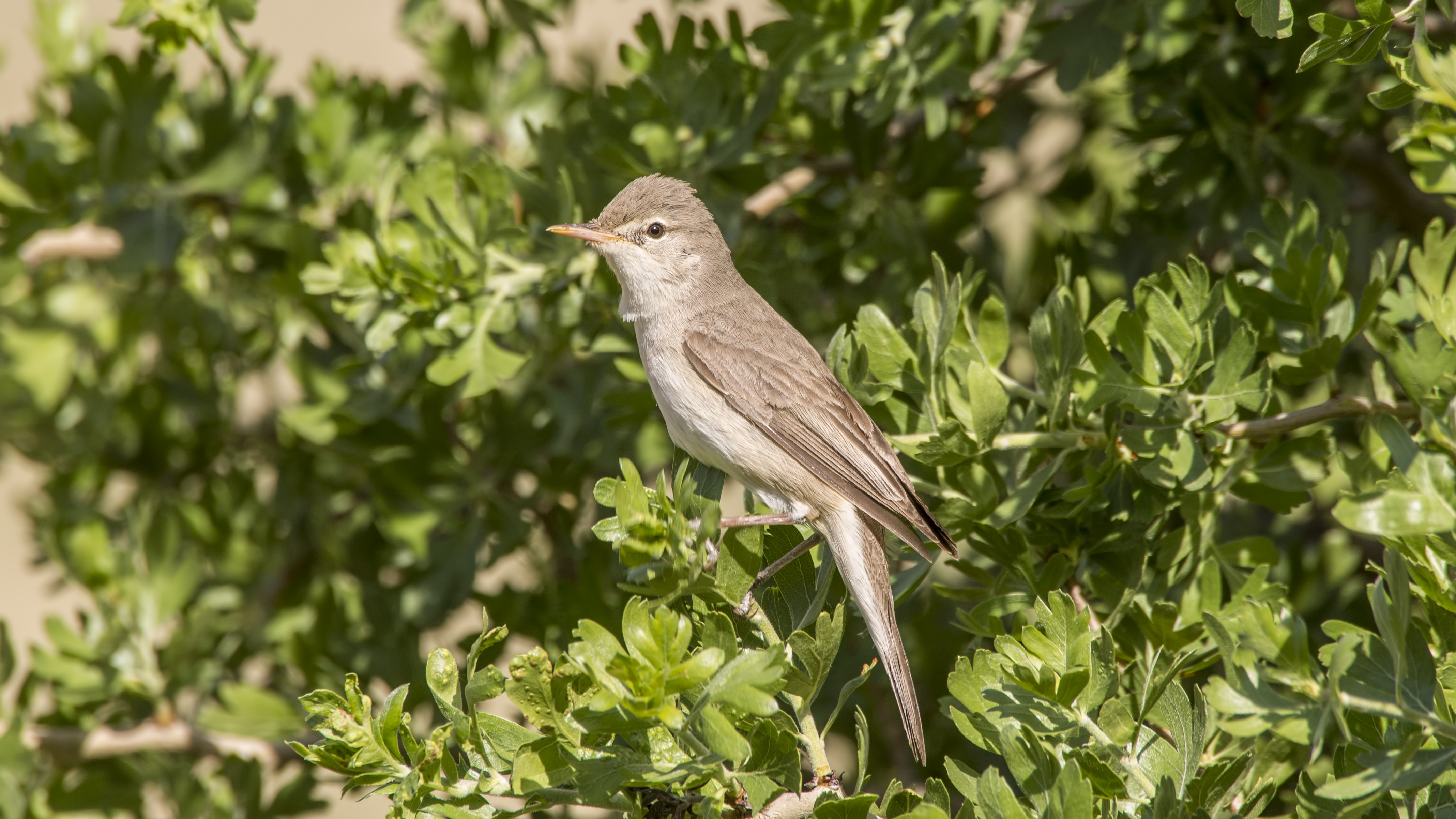 Upcher's Warbler