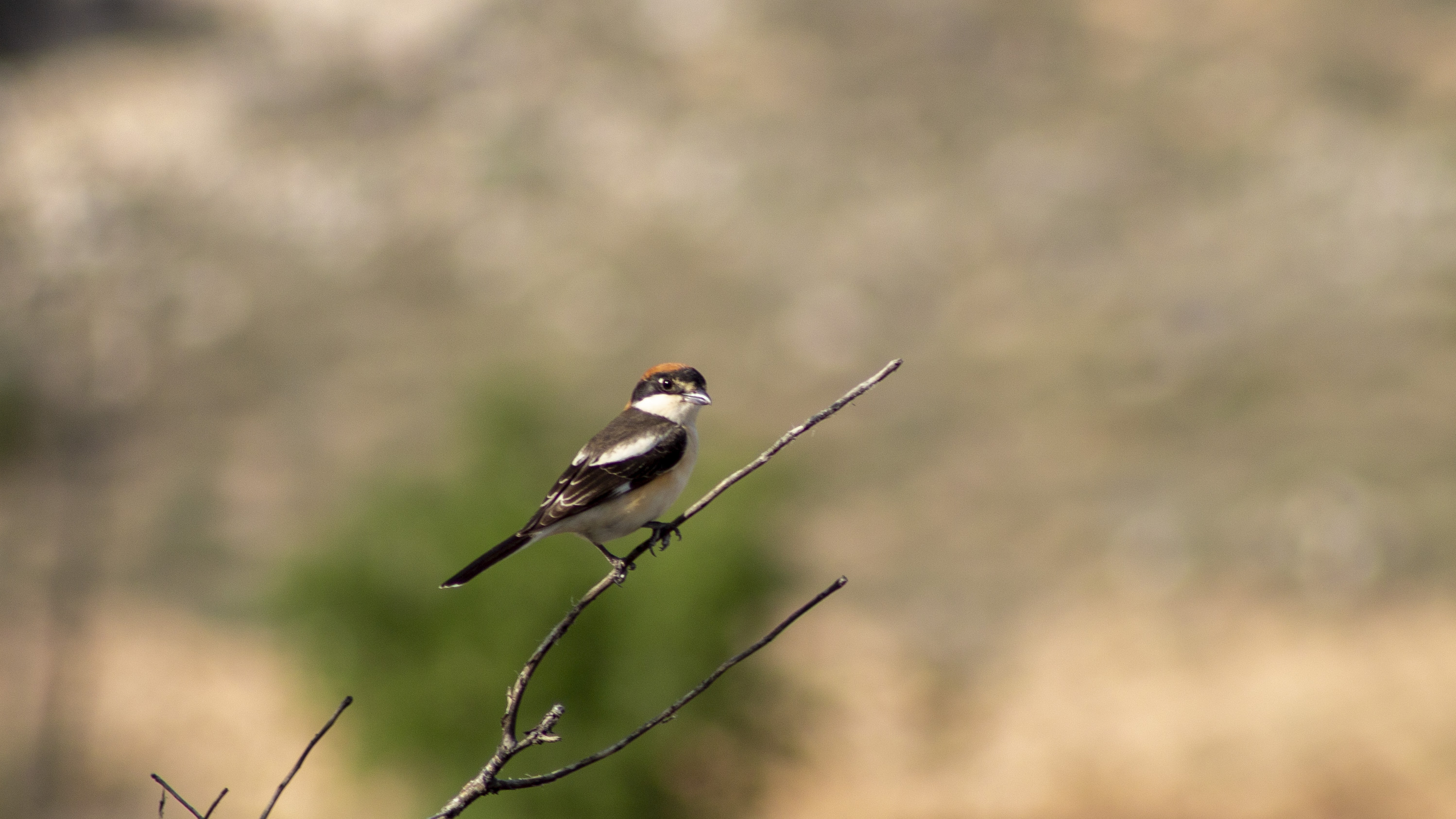 Woodchat Shrike