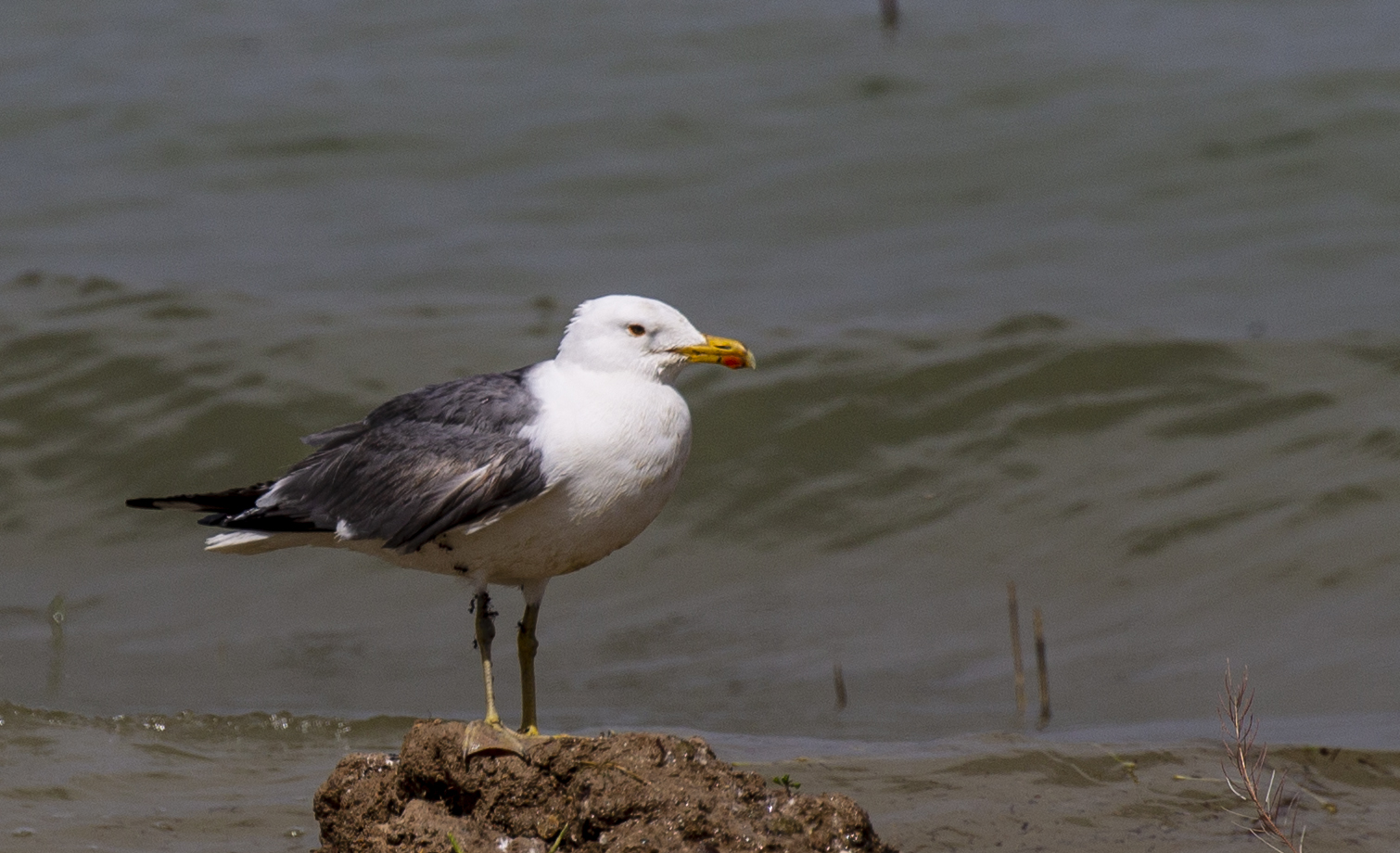 Caspian Gull