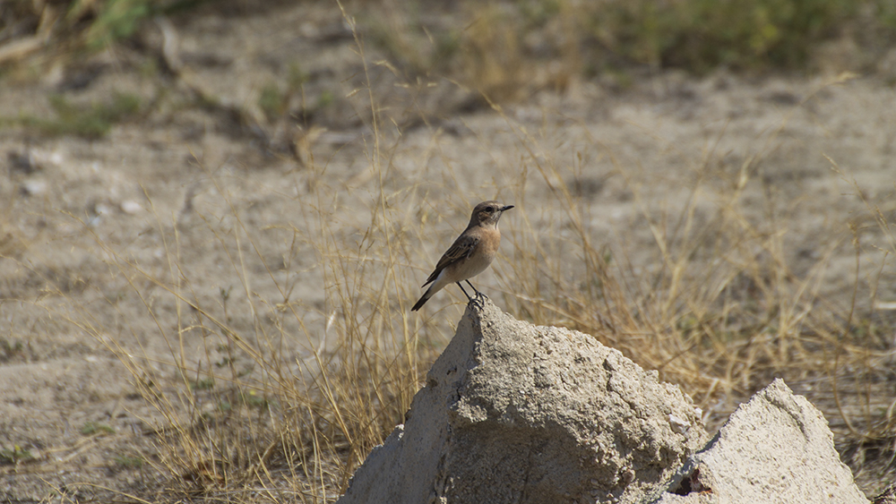 Northern Wheatear