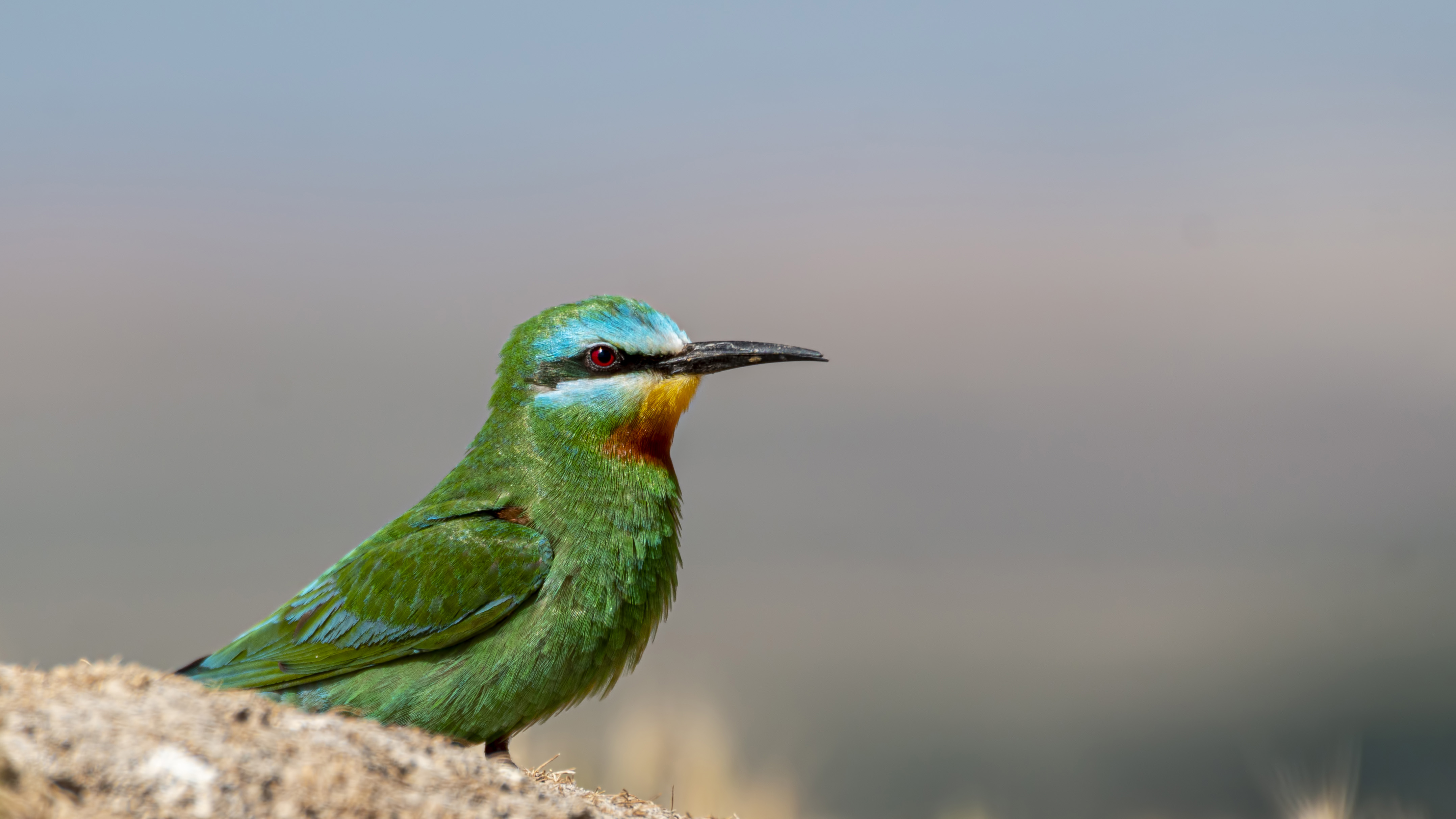 Blue-cheeked Bee-eater
