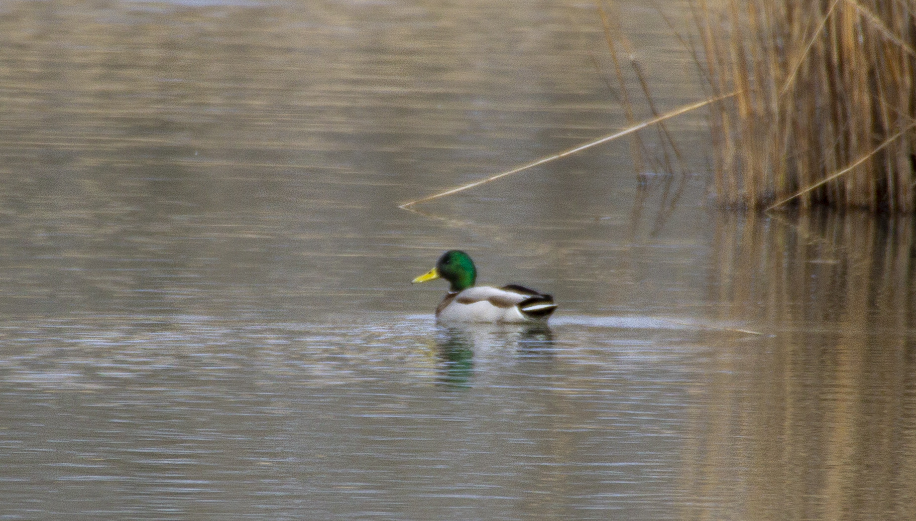Mallard