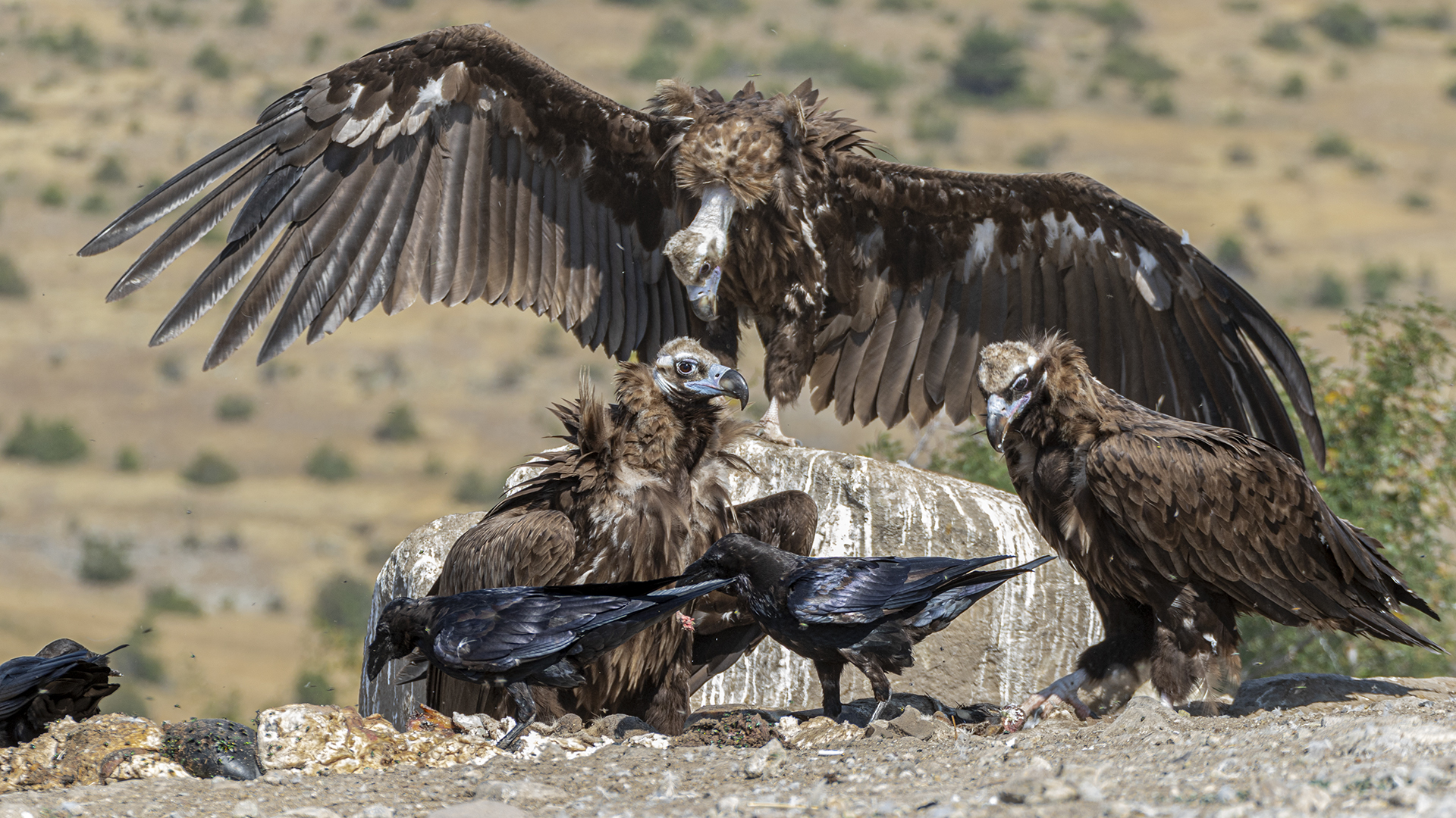 Cinereous Vulture
