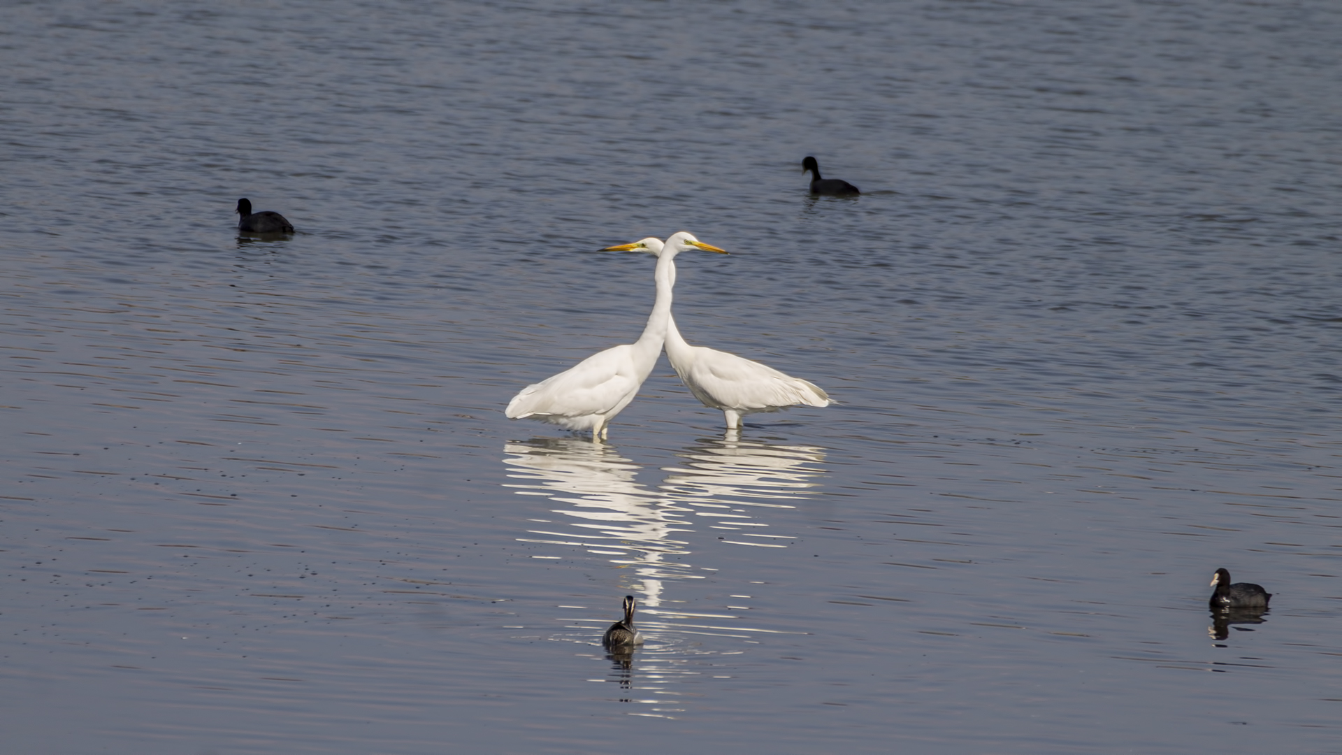Great Egret