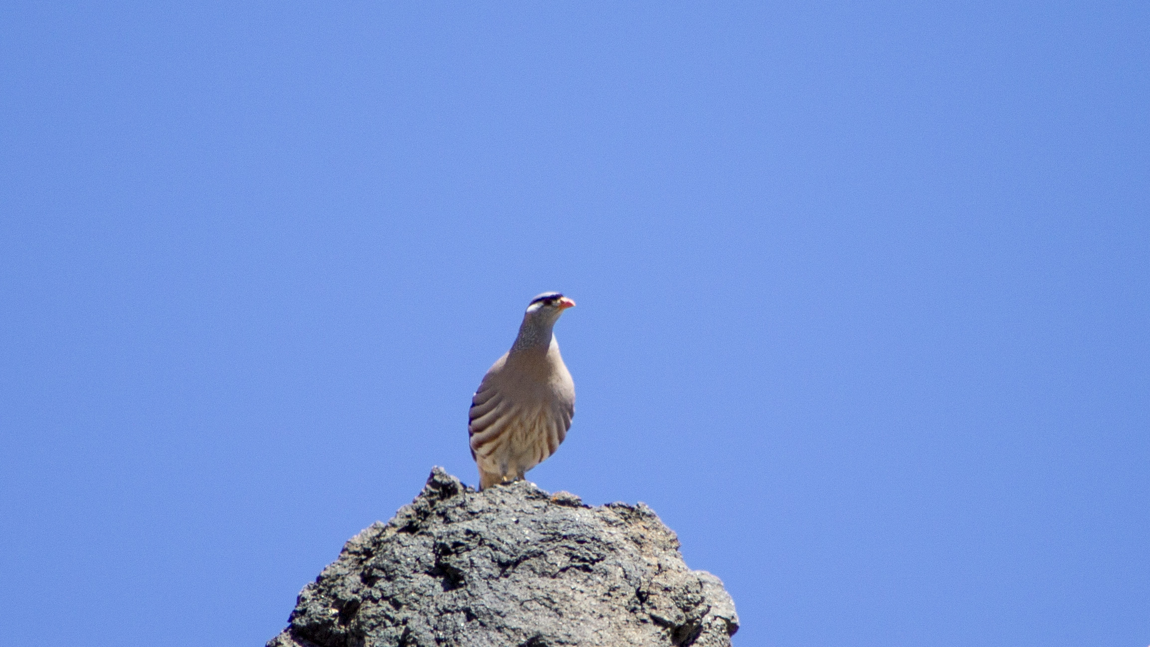 Gray Partridge