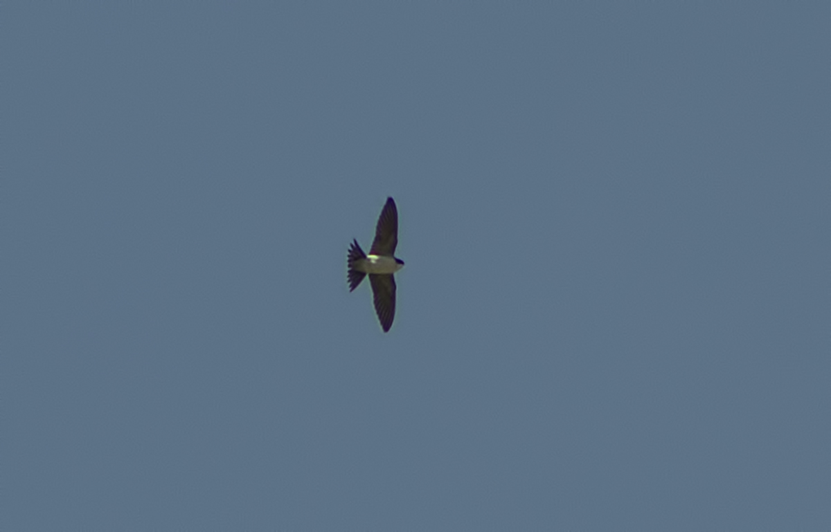 Common House-Martin