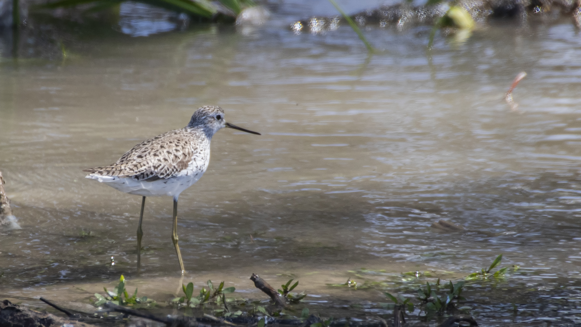 Wood Sandpiper — Ana fotoğraf