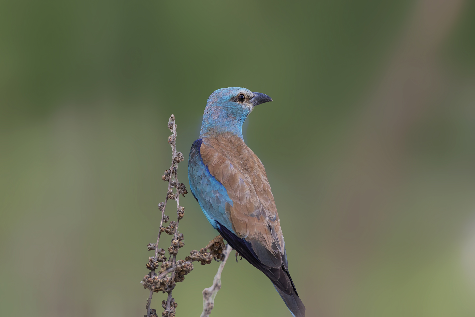 European Roller