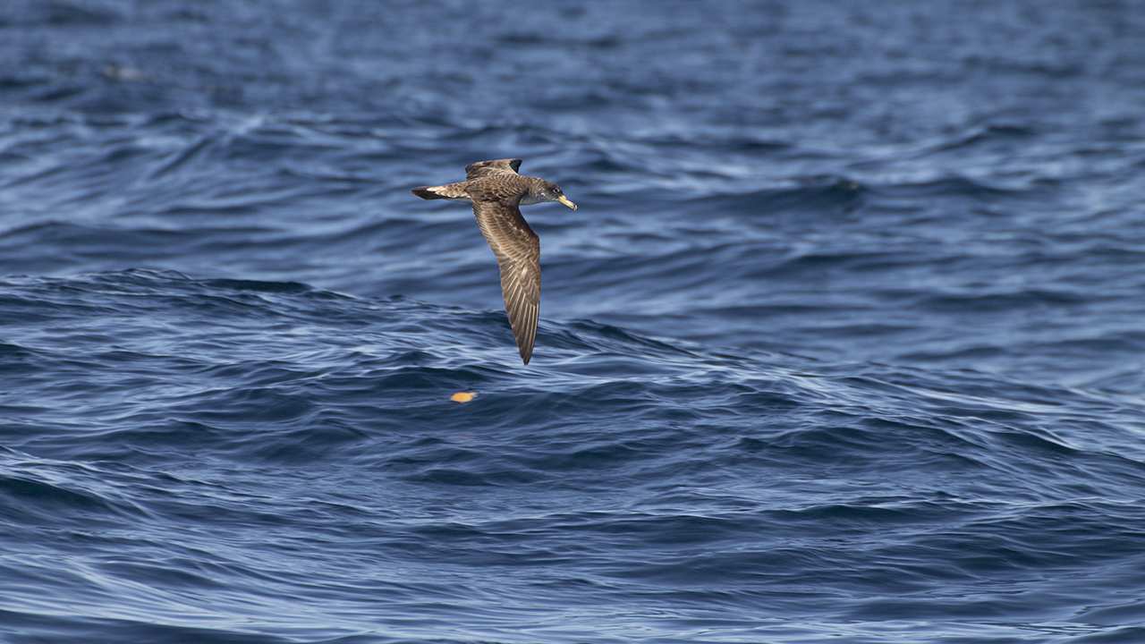 Cory's Shearwater