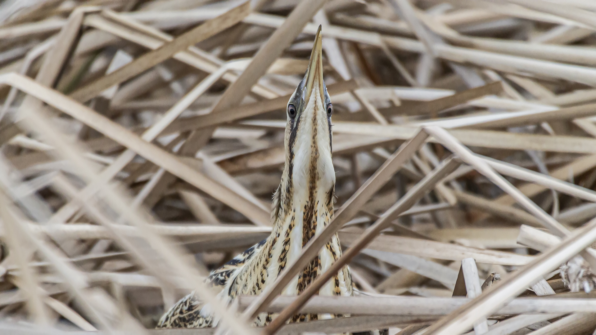 Great Bittern