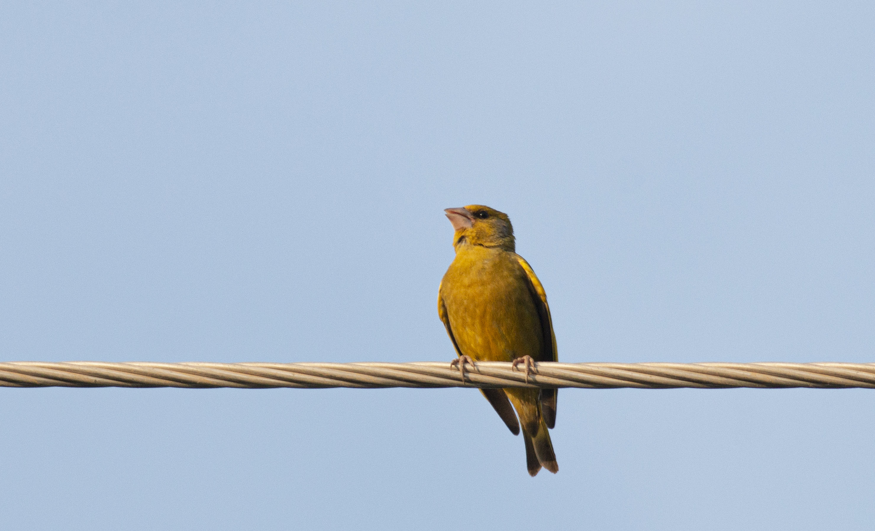 European Greenfinch