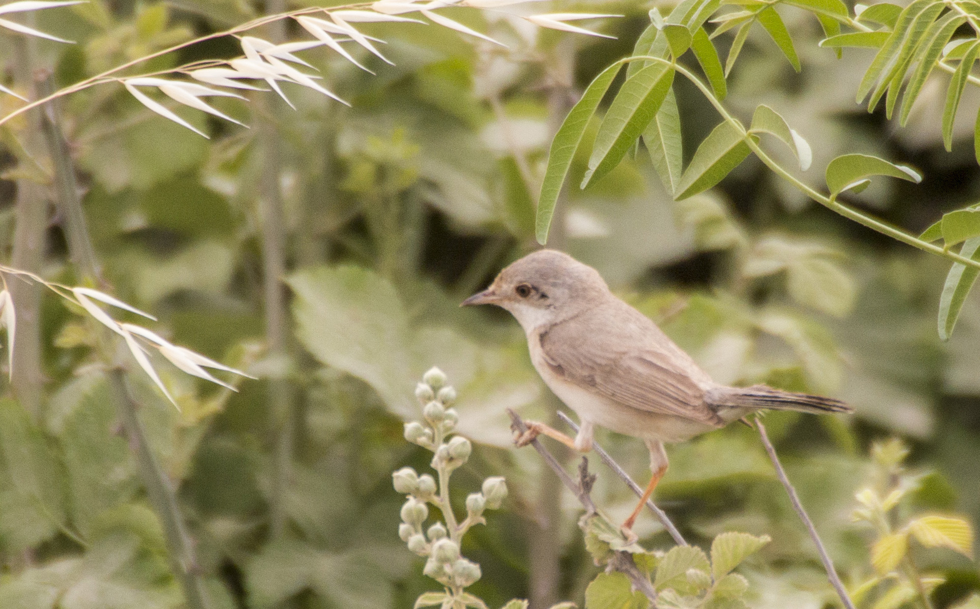 Garden Warbler
