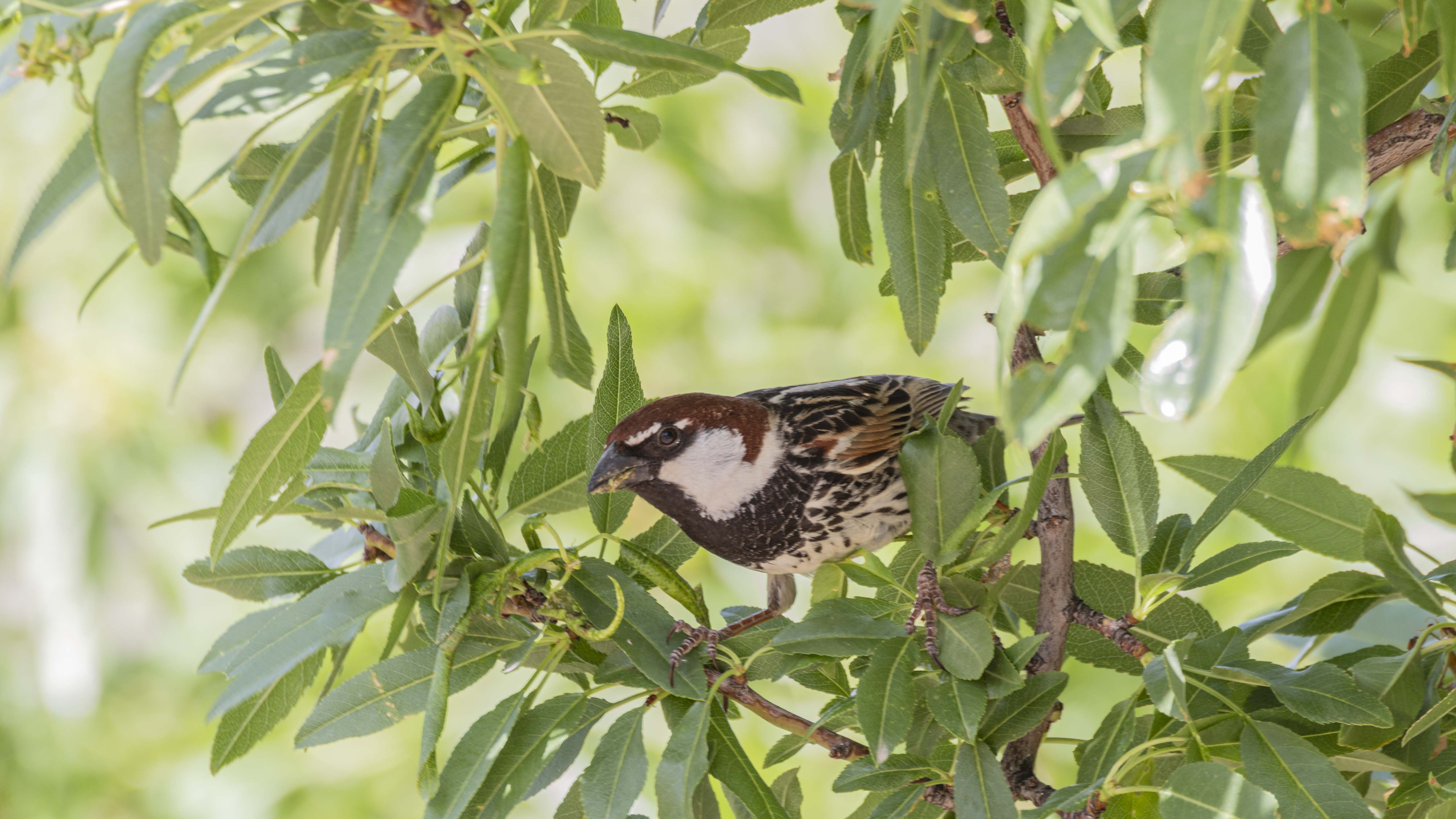 Spanish Sparrow