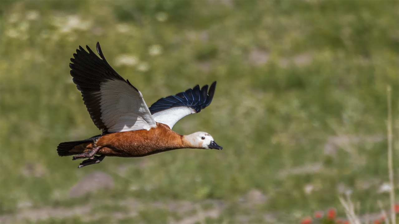 Ruddy Shelduck
