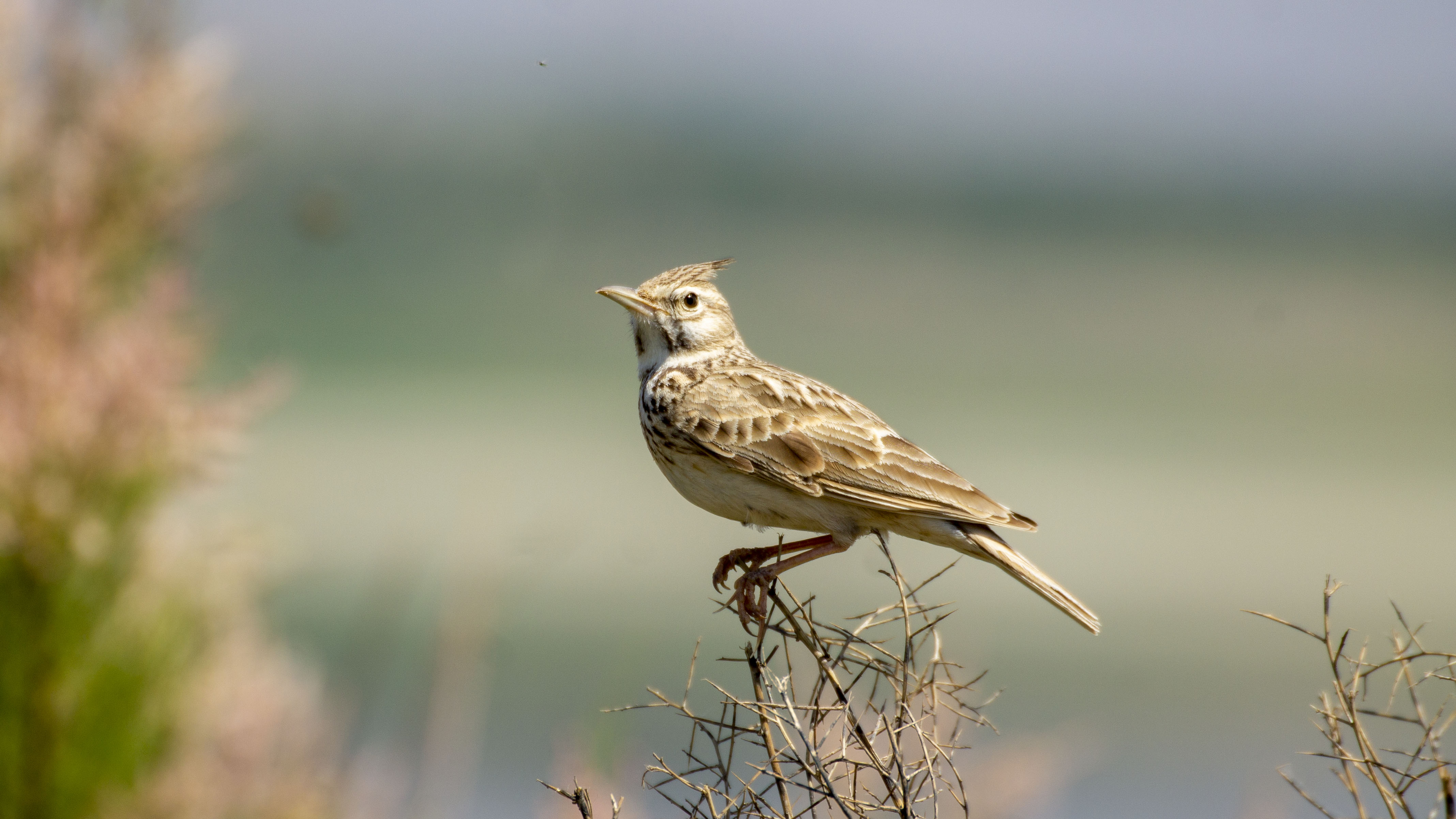 Crested Lark