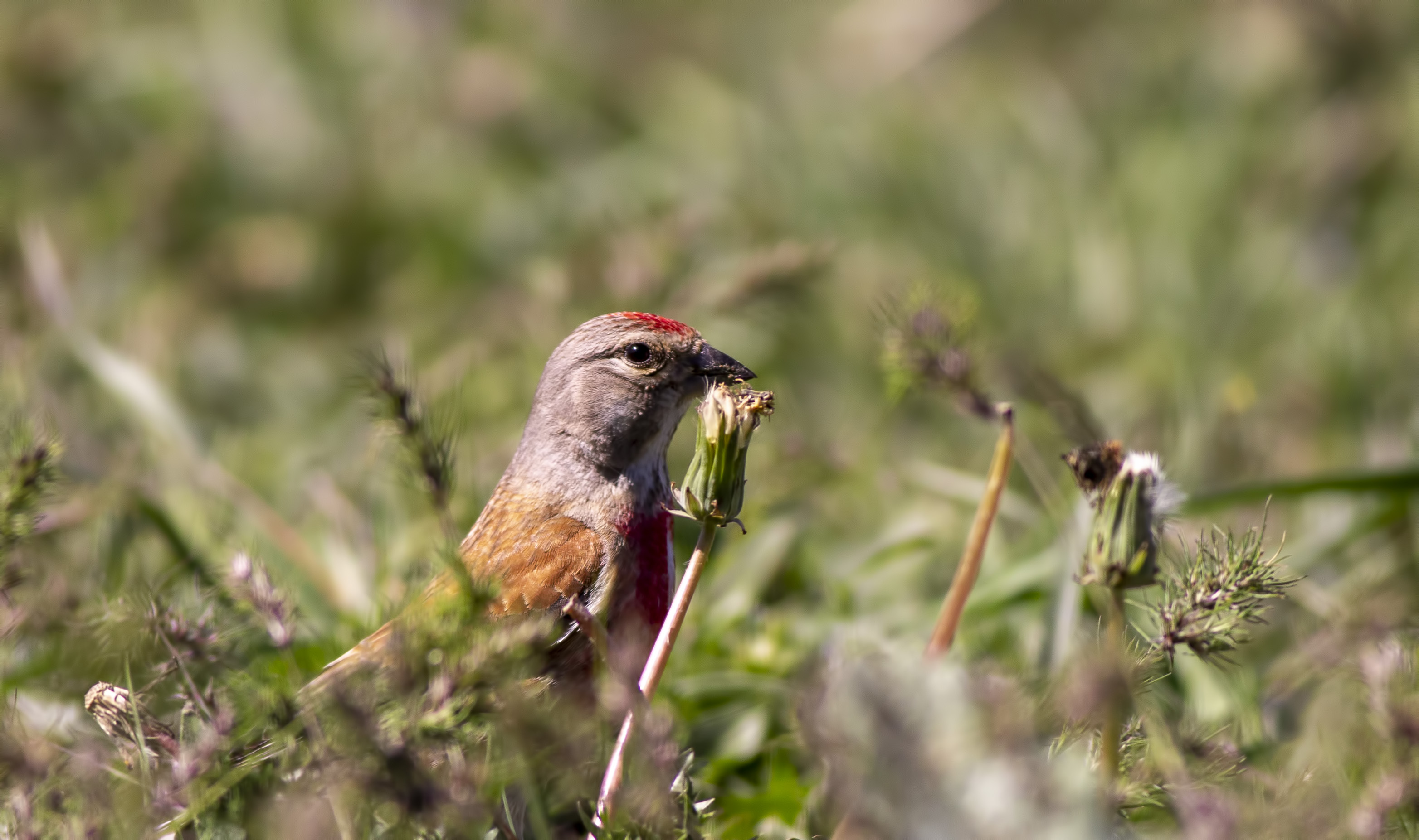 Eurasian Linnet