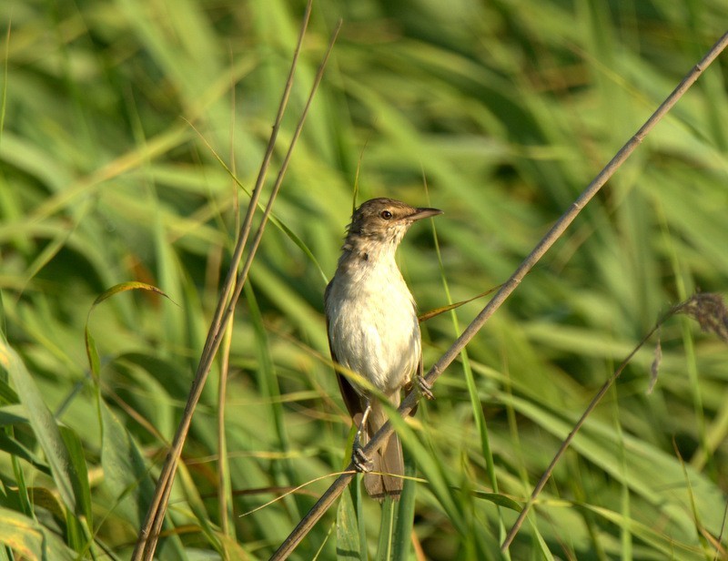 Great Reed Warbler